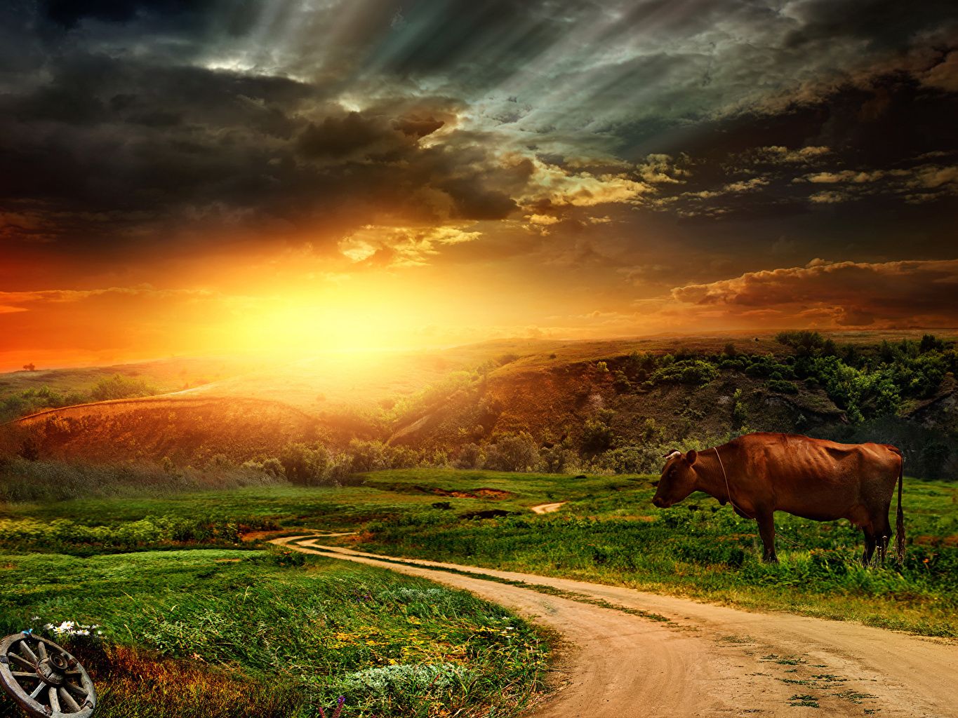 Desktop Wallpaper cows Nature Sky Roads Grasslands Sunrises and