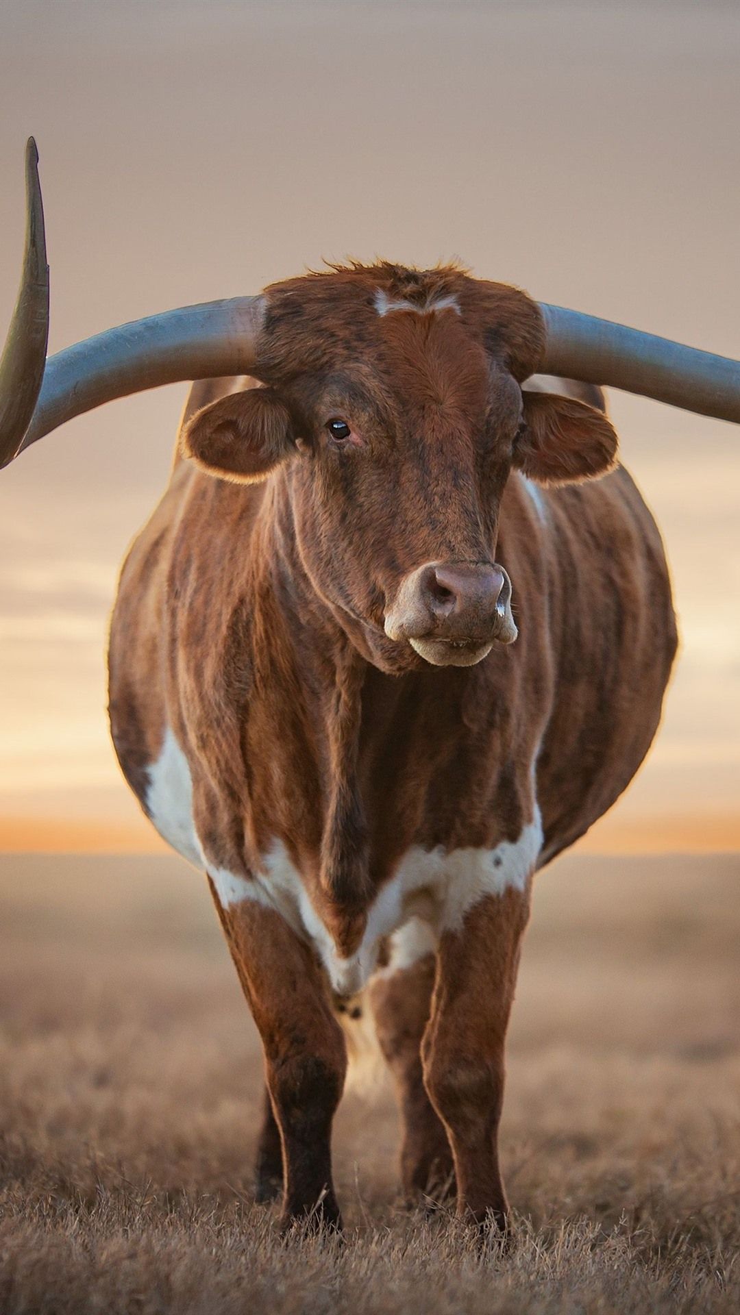 Cow Front View, Horns, Grass, Sunset 1080x1920 IPhone 8 7 6 6S Plus Wallpaper, Background, Picture, Image