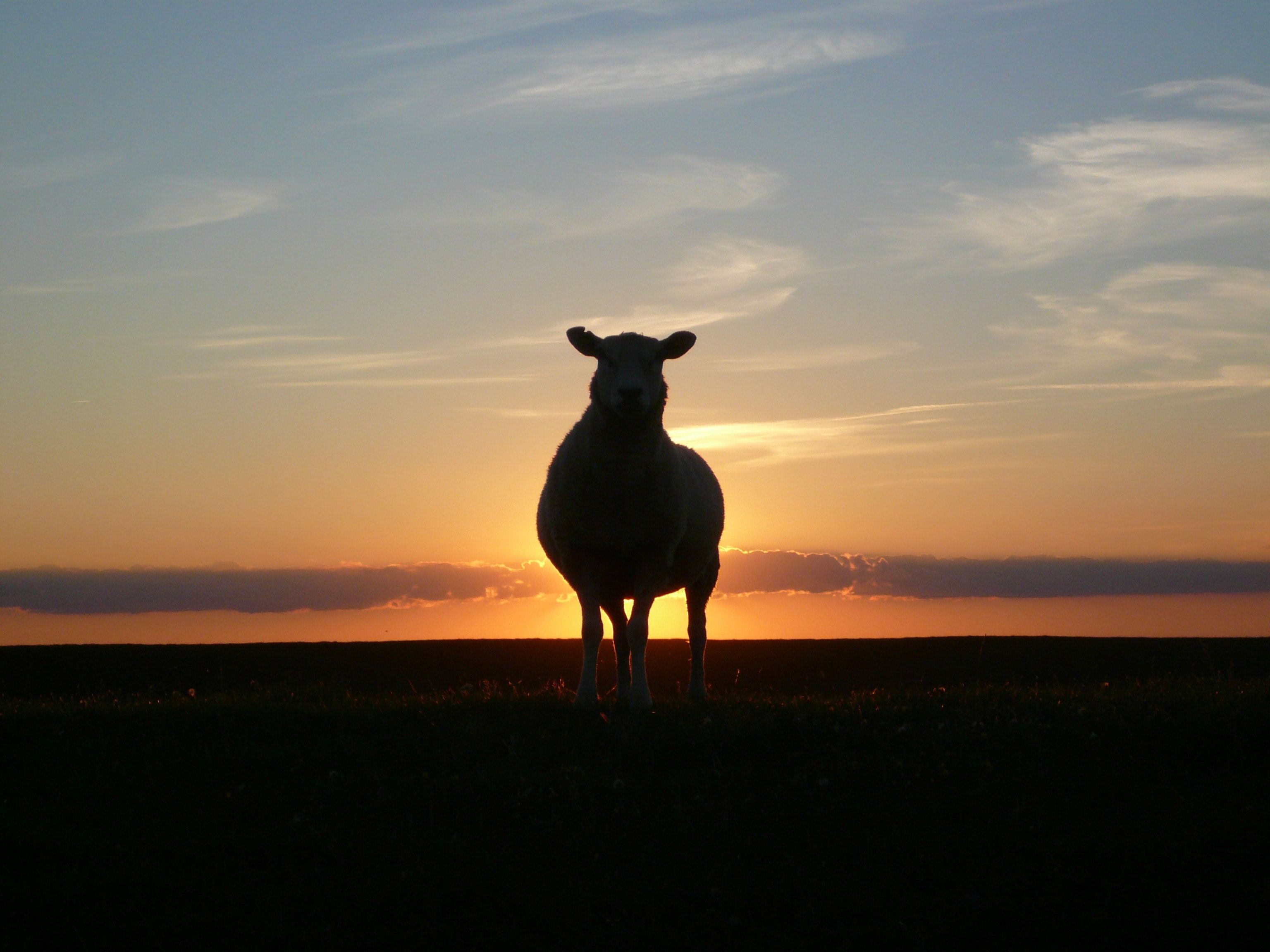 Silhouette of Cow during Sunset · Free