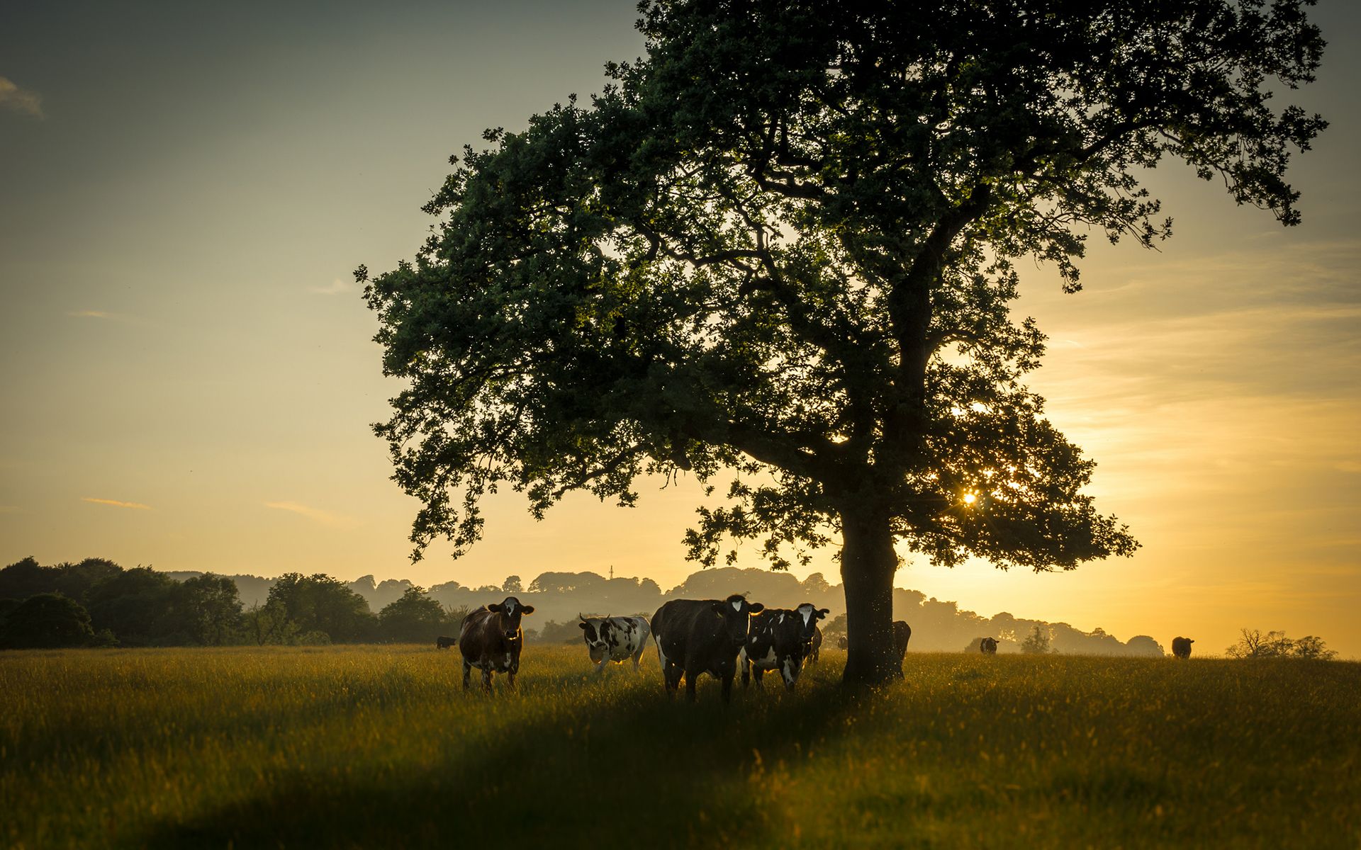 cow, Trees, Landscapes, Sunrise, Sunset, Mood, Morning Wallpaper