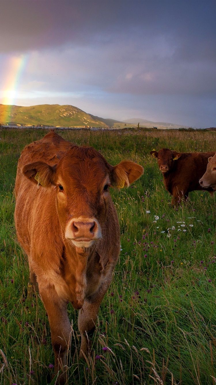 Wallpaper Three brown cows, grass, meadow 2880x1800 HD Picture, Image