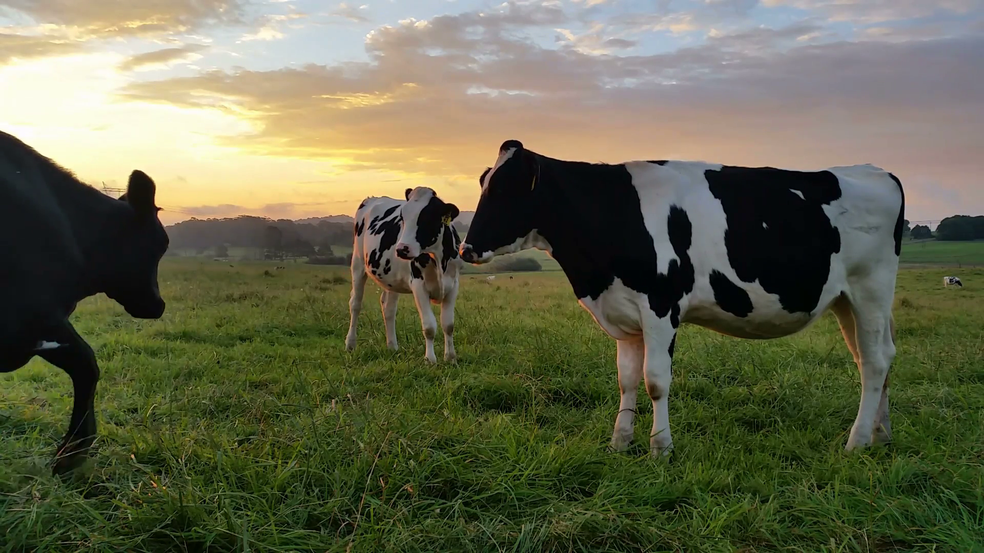 Dairy Cow Grazing at Sunset