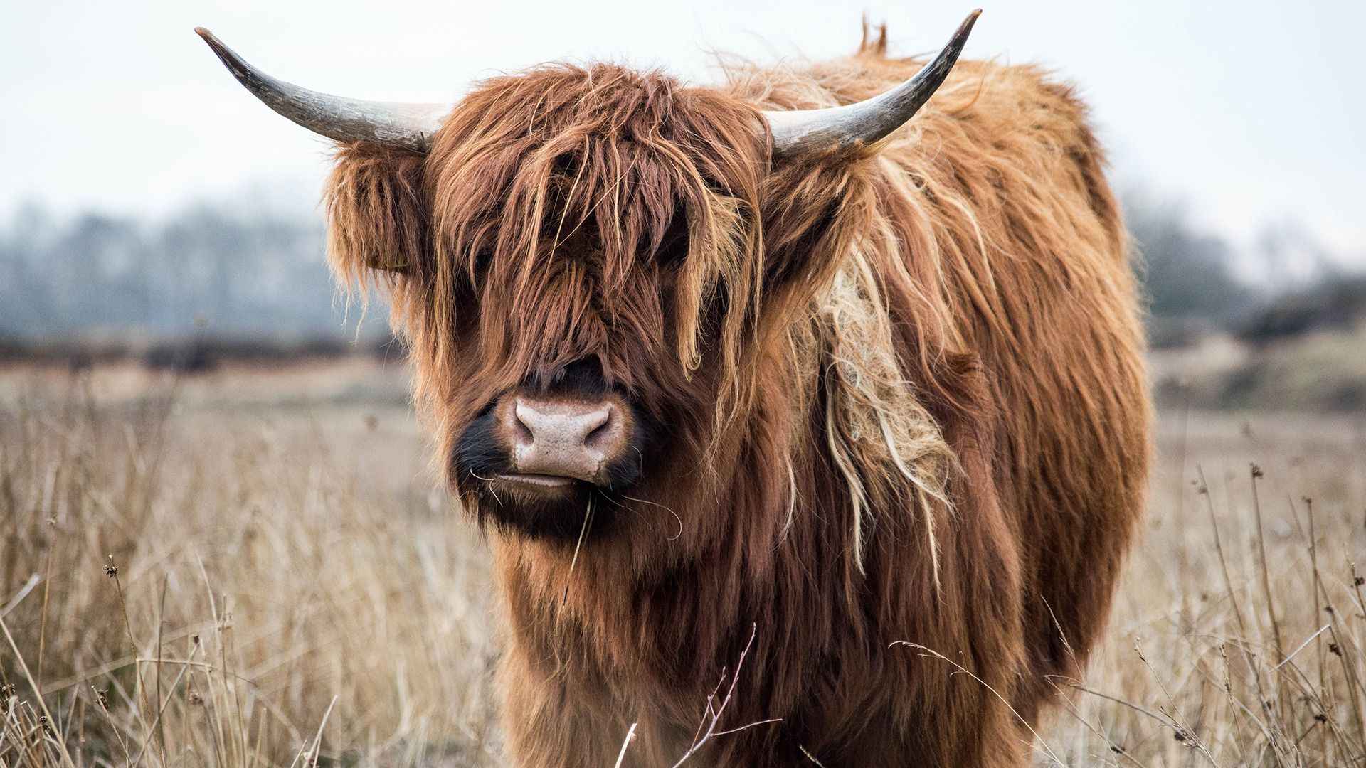 Highland Cattle Wallpaper And Background Jpg 747 Kb Cow