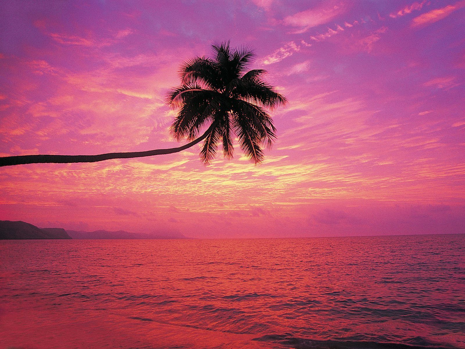 Fiji love horizontal palm trees. Beach wallpaper, Beach
