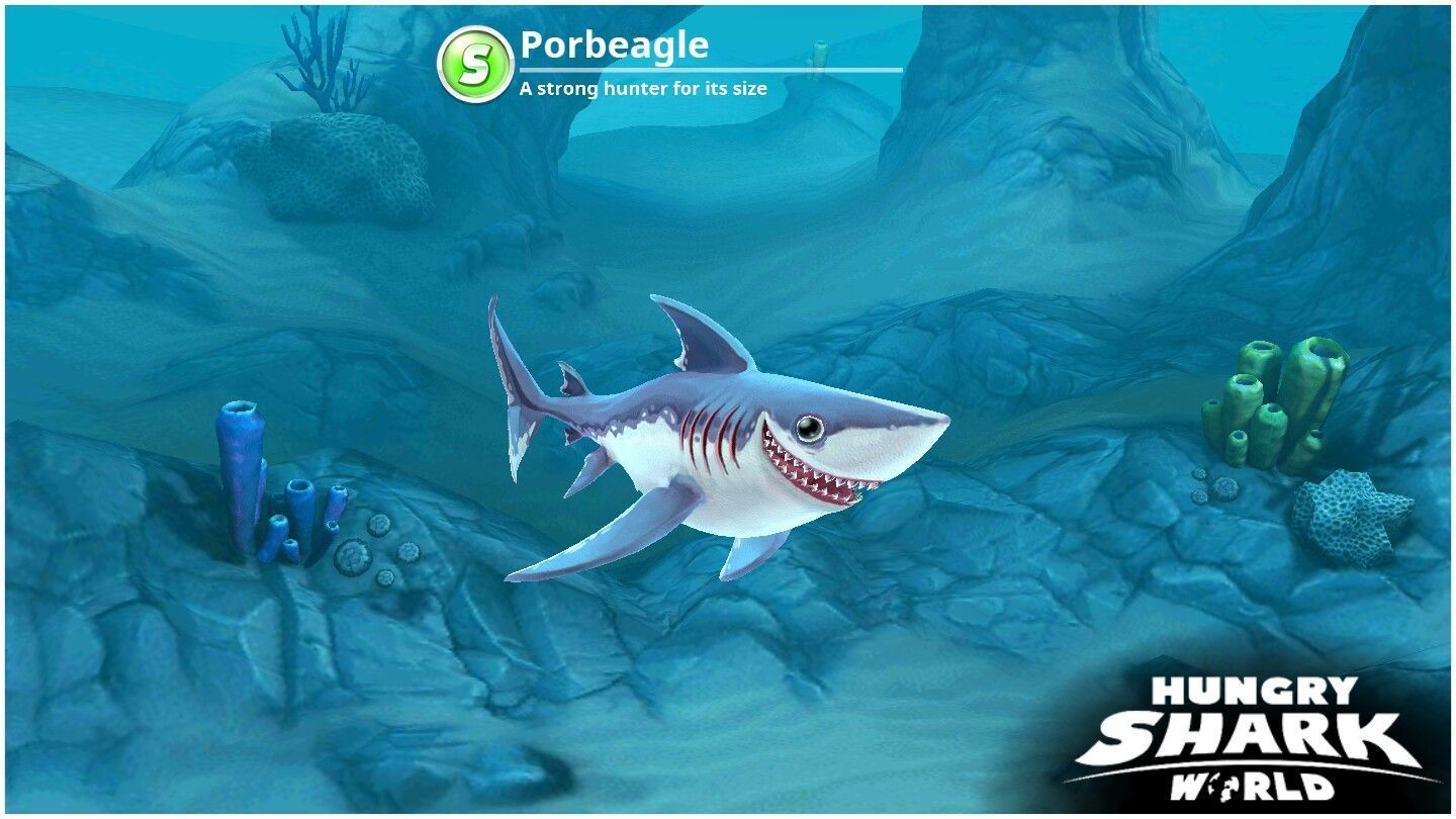 Gaming wallpaper. Shark, Fish pet, Blue