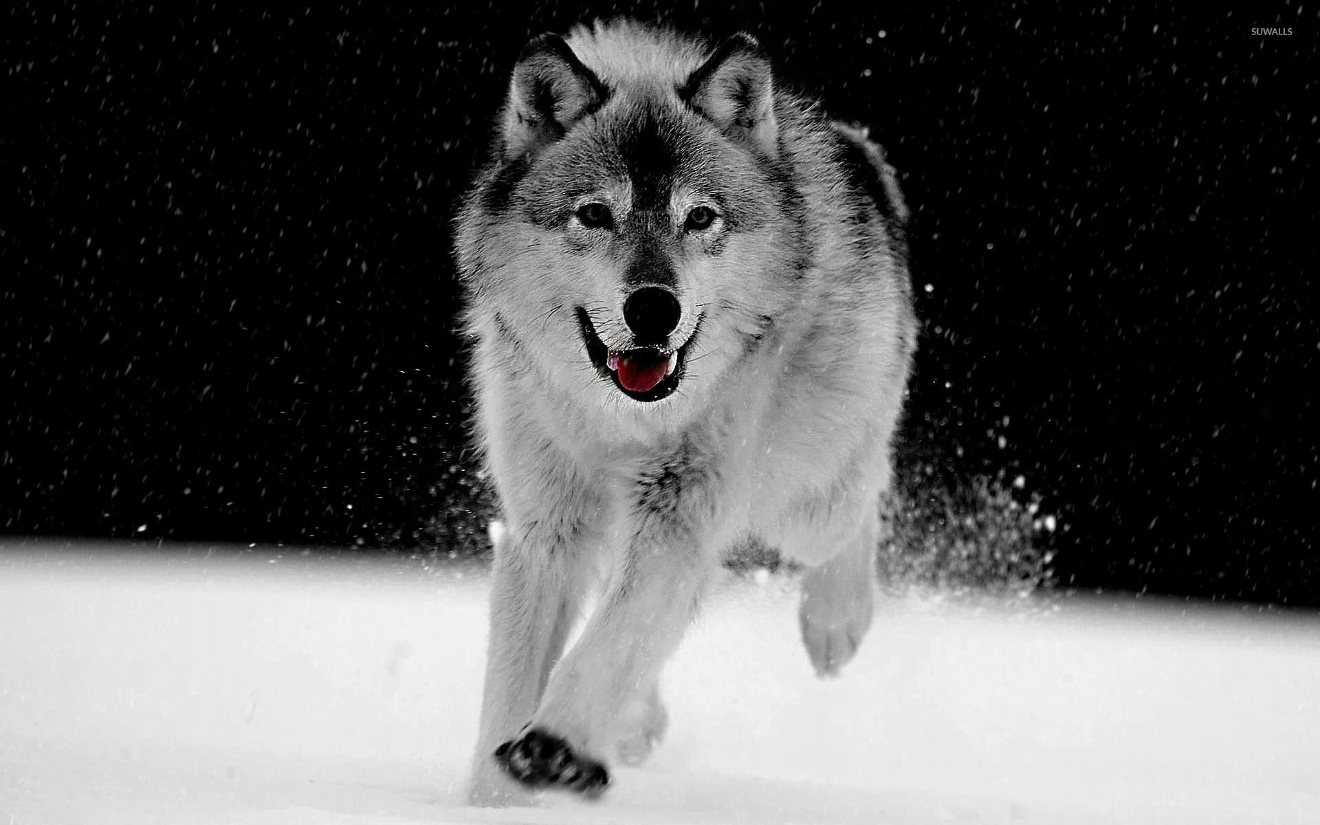 Gray Wolf wallpaper wallpaper