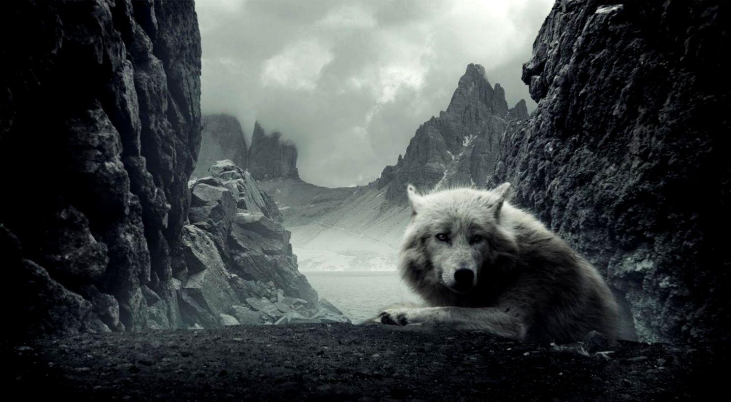 Animal Wallpaper White Wolf Background HD Wallpaper