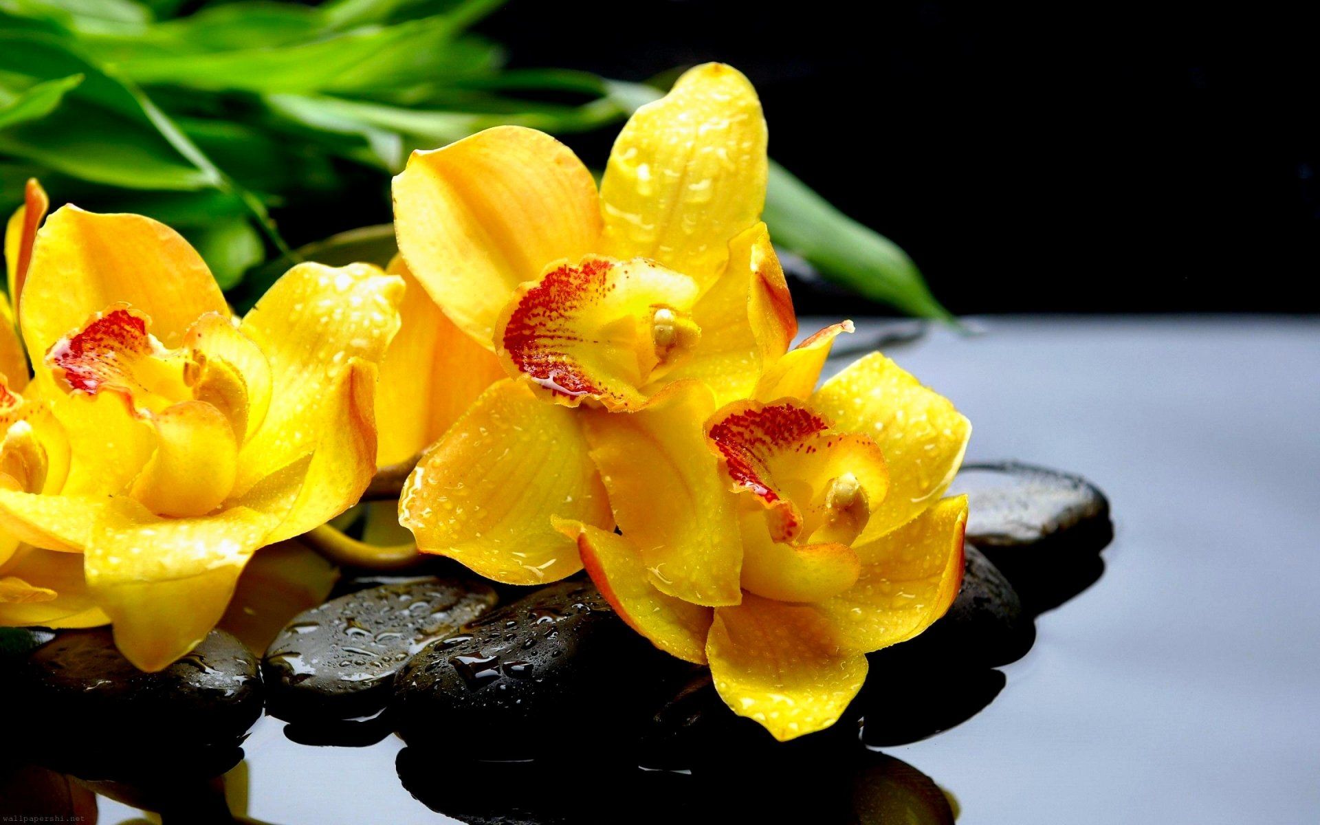 Orchid HD Wallpaper and Background Image