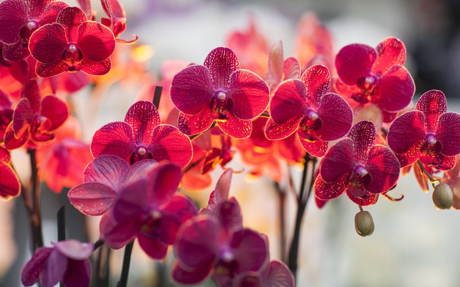 HKX93: Orchid Wallpaper in Best Resolutions, High Resolution
