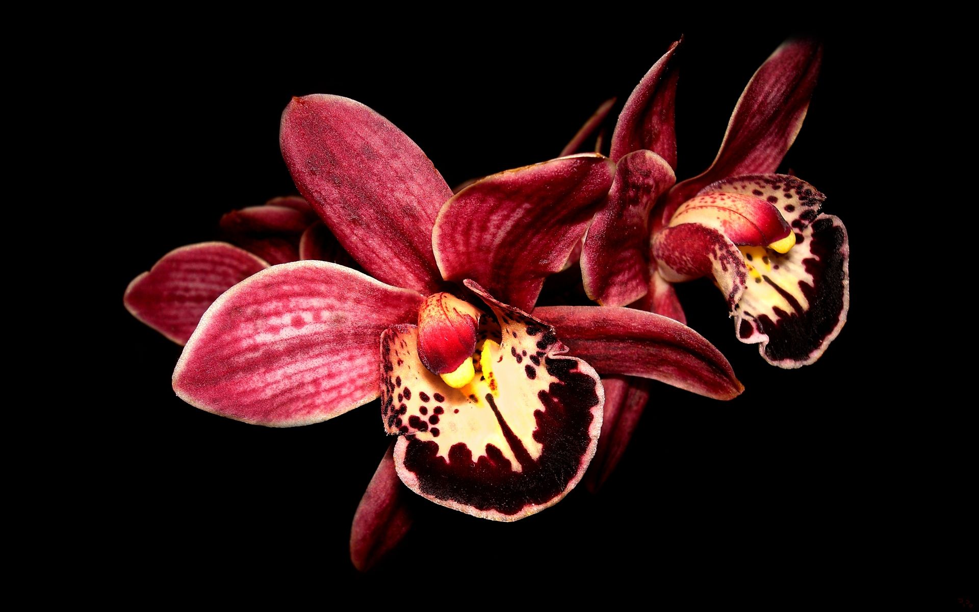 Orchid Desktop Wallpaper HD 49020 1920x1200px