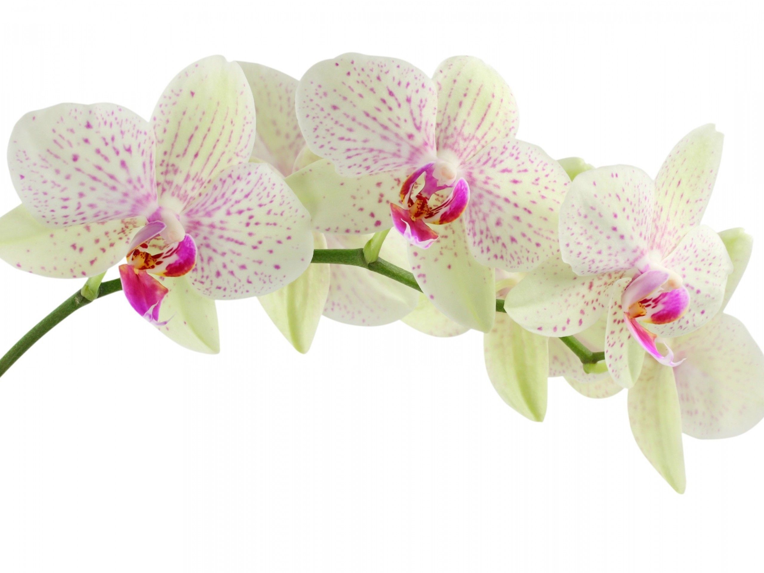 Lovely Orchids HD Wallpaper. Flowers Wallpaper. Orchid