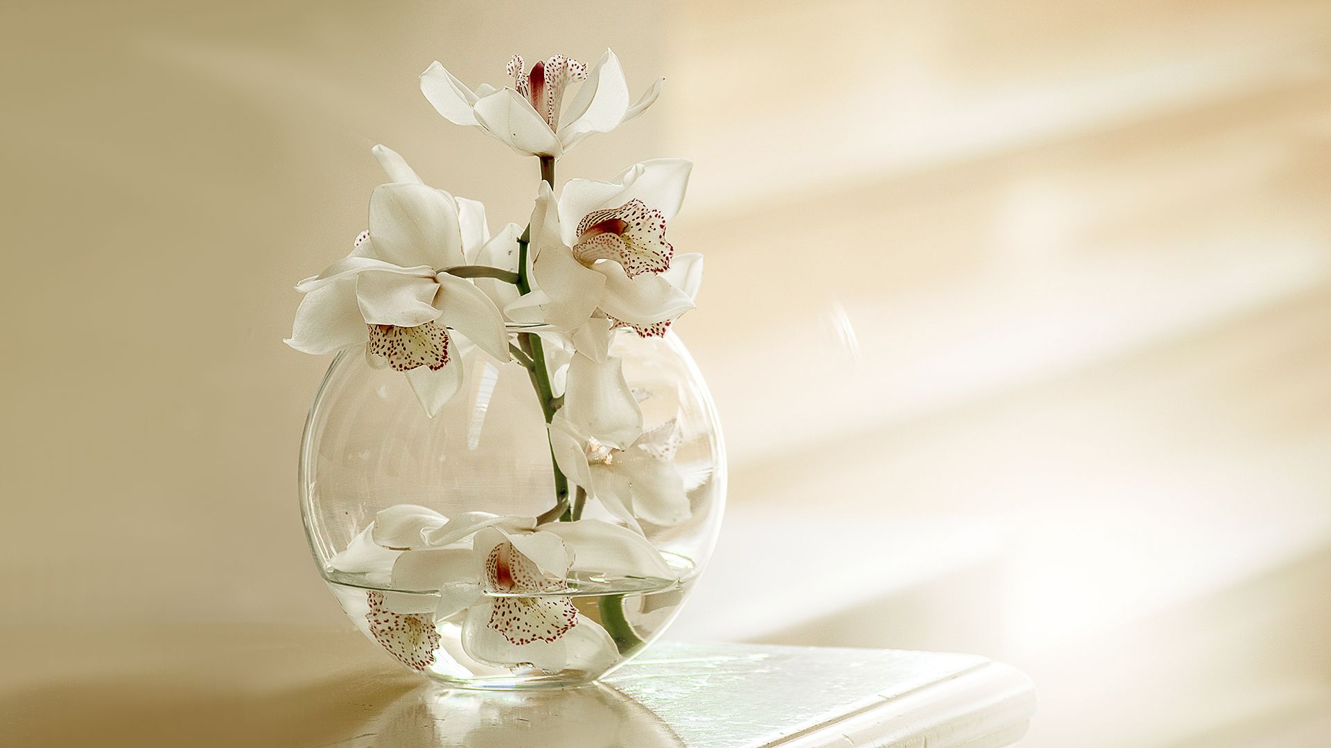 White Orchid Flowers Laptop Background x 1080 px