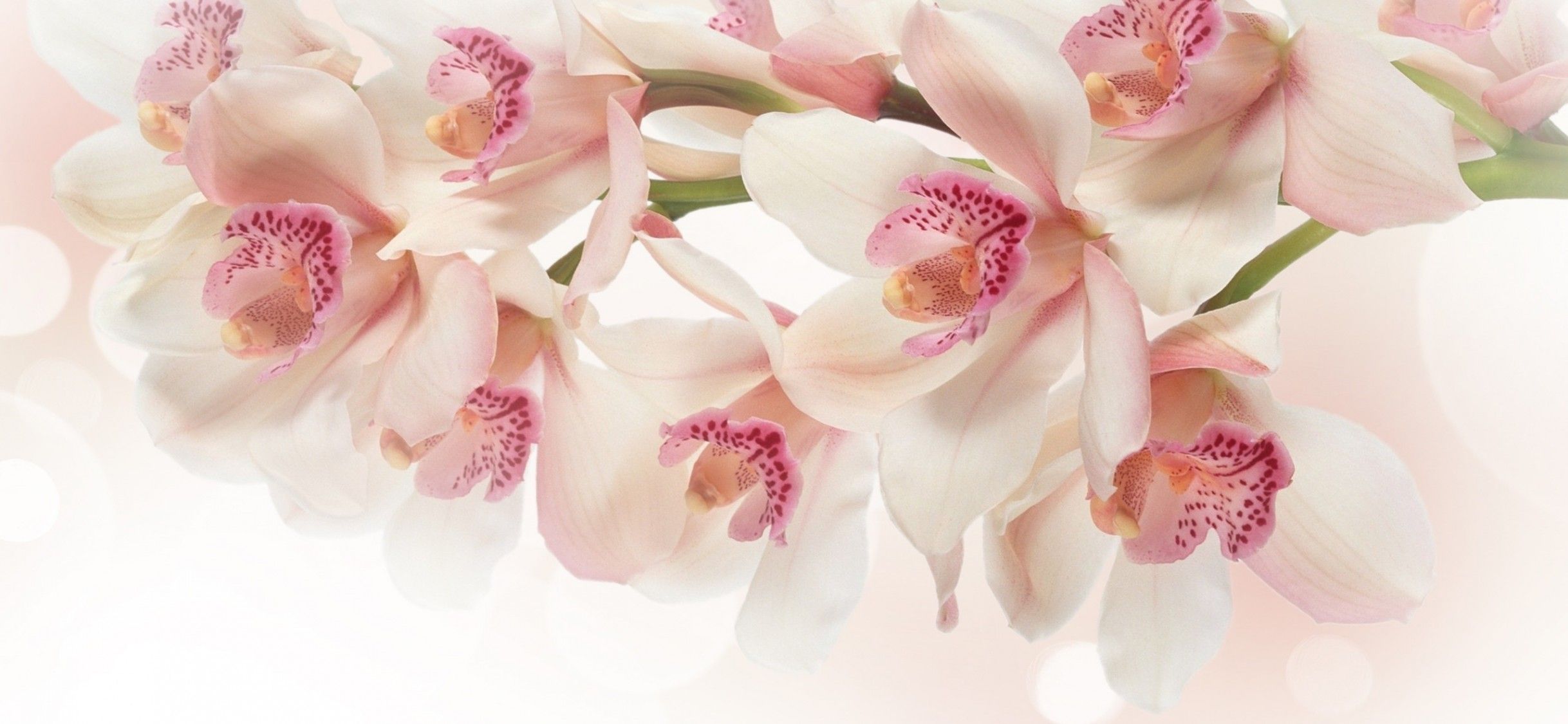 Pink and white orchids HD Wallpaper iPhone X Wallpaper