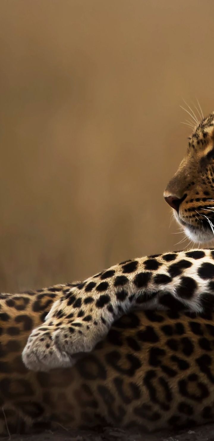 Candid Wallpapers - Wallpaper Cave