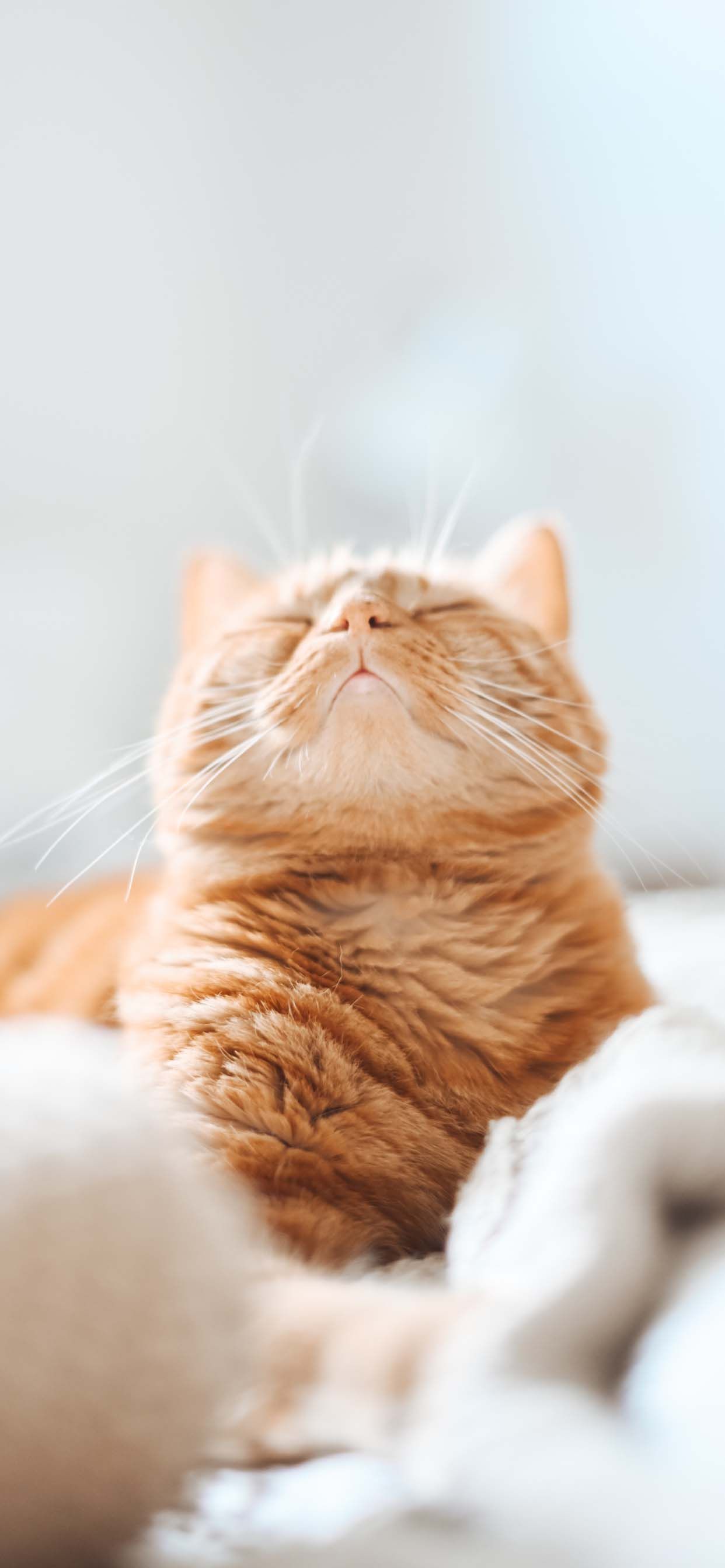 10 Beautiful Cat Wallpapers For Your iPhone 11 in 2020