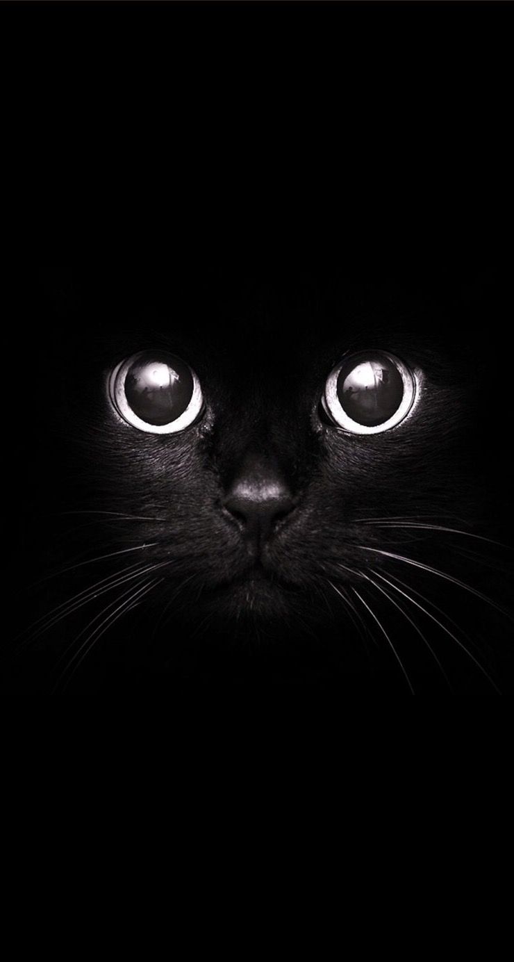 Black Cat Dark Iphone Wallpapers