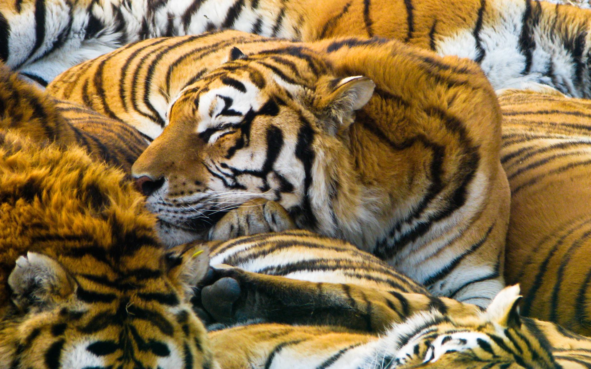 baby tigers sleeping