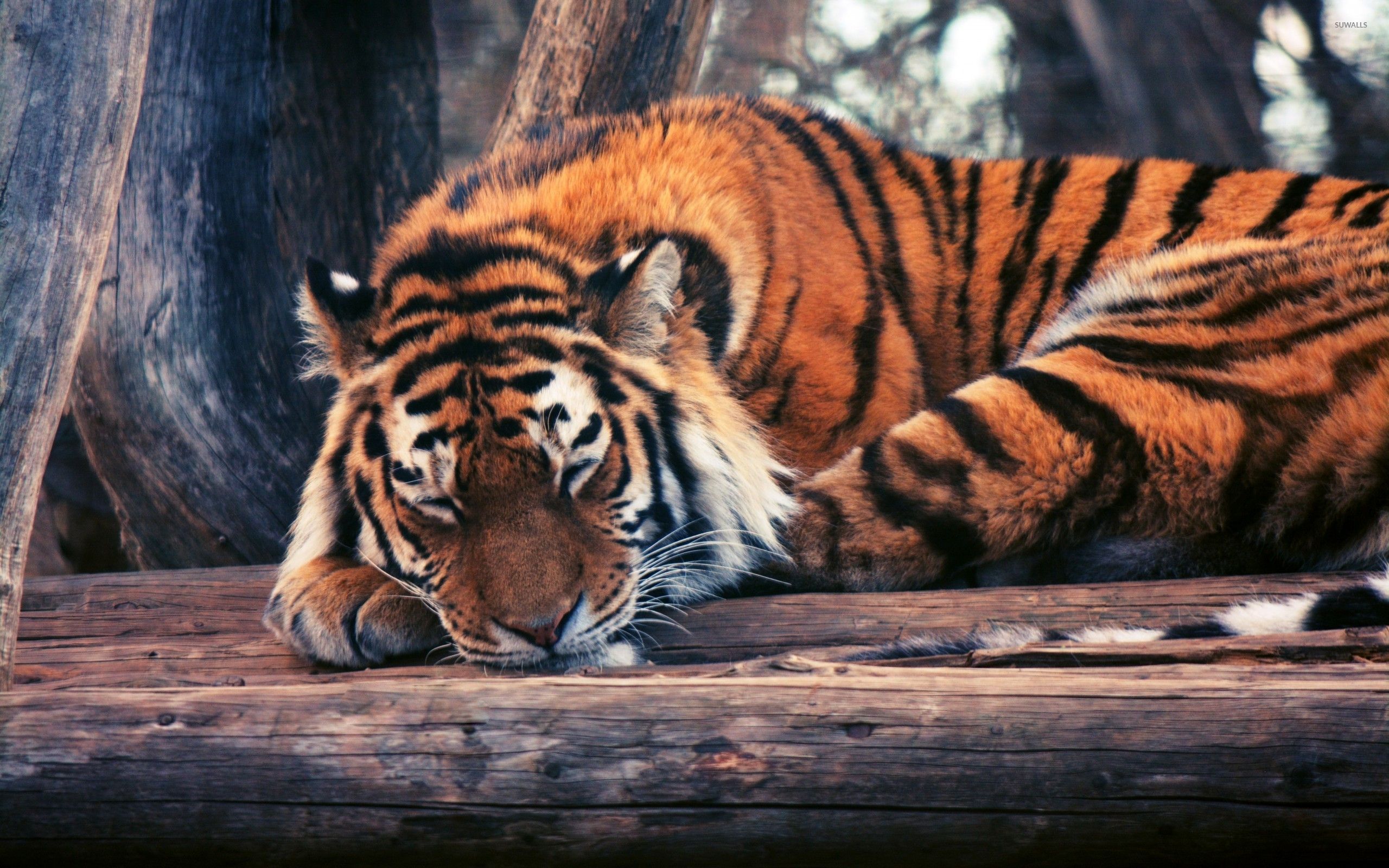 Tiger sleeping on logs wallpaper wallpaper