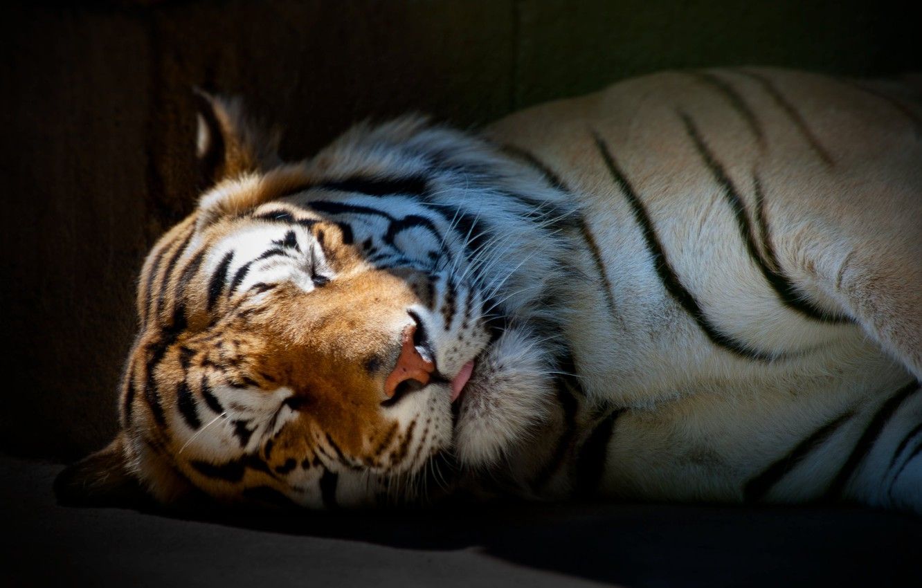 Wallpaper tiger, Wallpaper, sleeping image for desktop, section