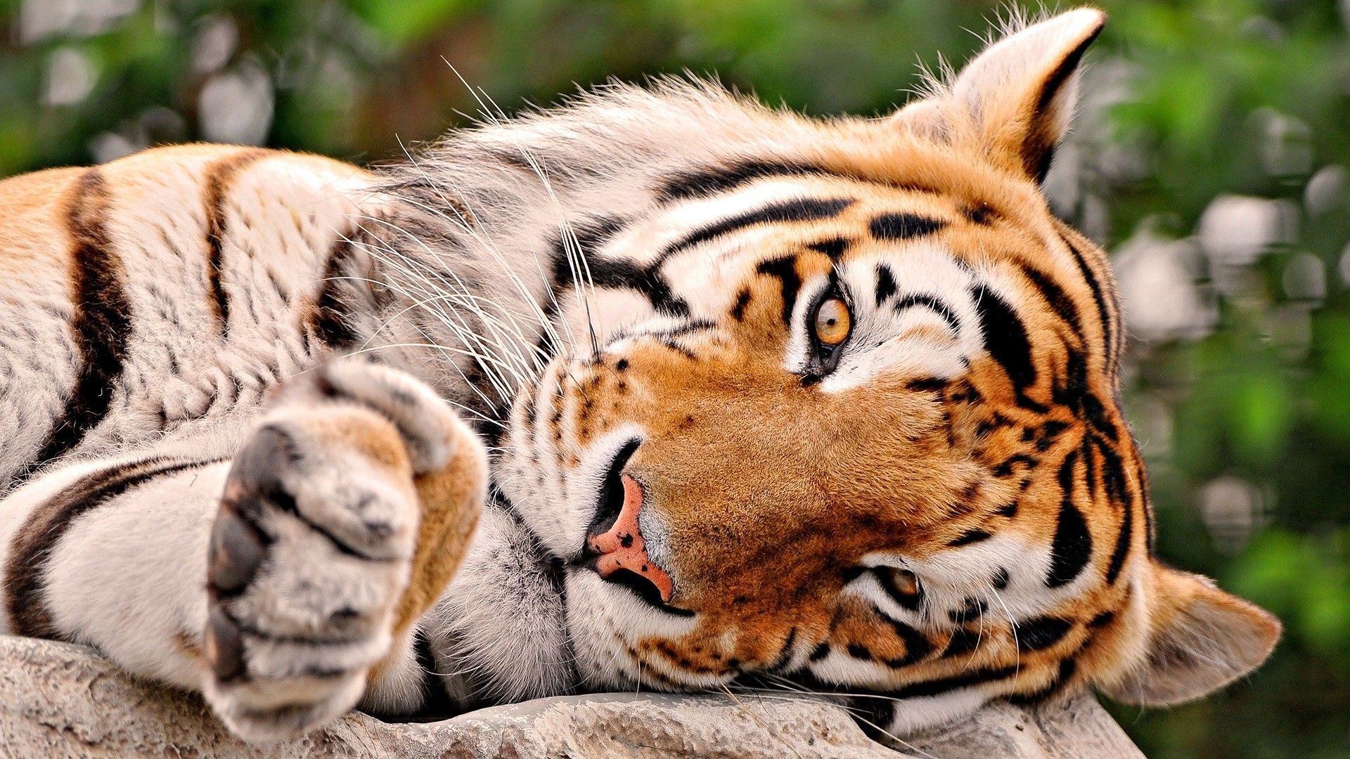 Free download Beautiful Tiger Sleeping in Jungle HD Desktop