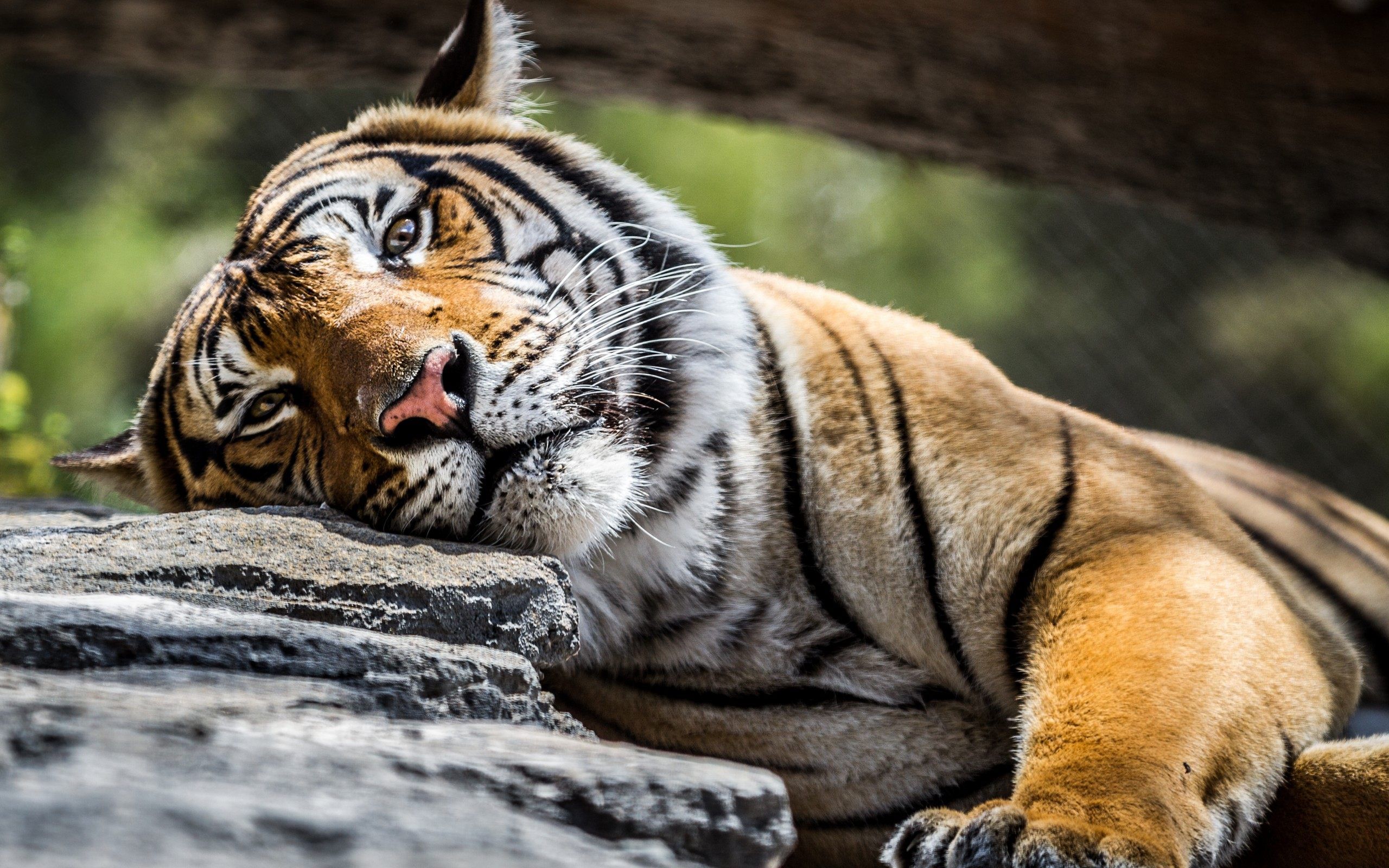 Free photo: Sleeping Tiger, Resting, Wild Download