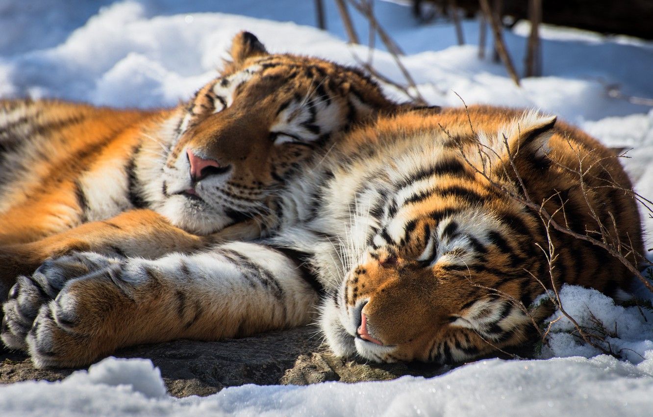 Wallpaper snow, stay, sleep, pair, tigers, wild cat, The Amur