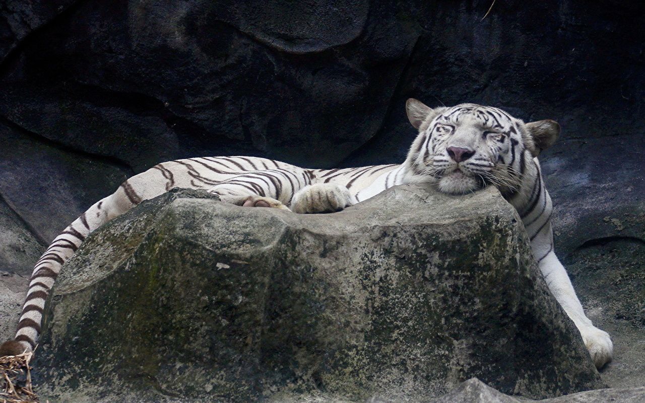 Image Tigers Big cats Sleep Stones animal