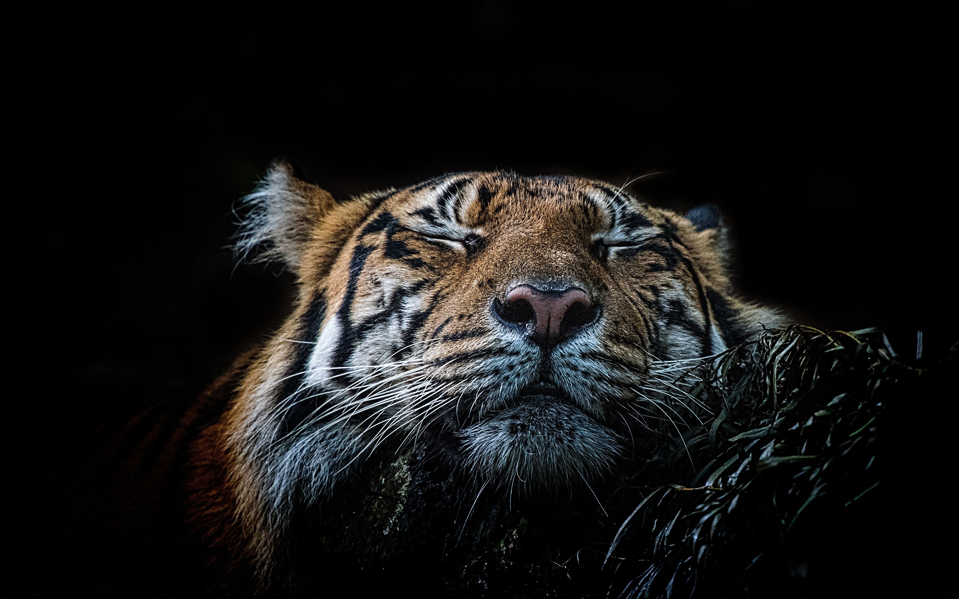image tiger Big cats Sleep Whiskers Snout animal Black 3840x2400