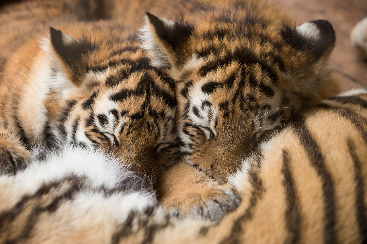 Desktop Wallpaper Tigers Cubs 2 Sleep animal