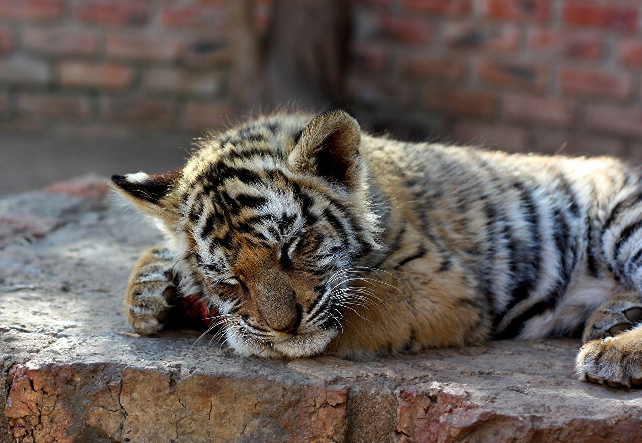Photos Tigers Big cats Cubs sleeping Animals 1280x885