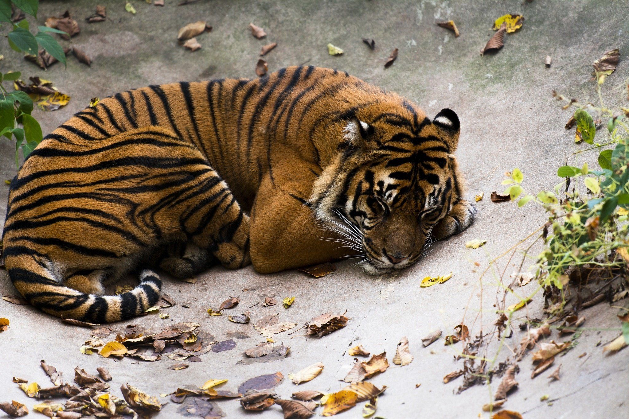 Tiger wild cat predator stripes lying rest sleep wallpaper