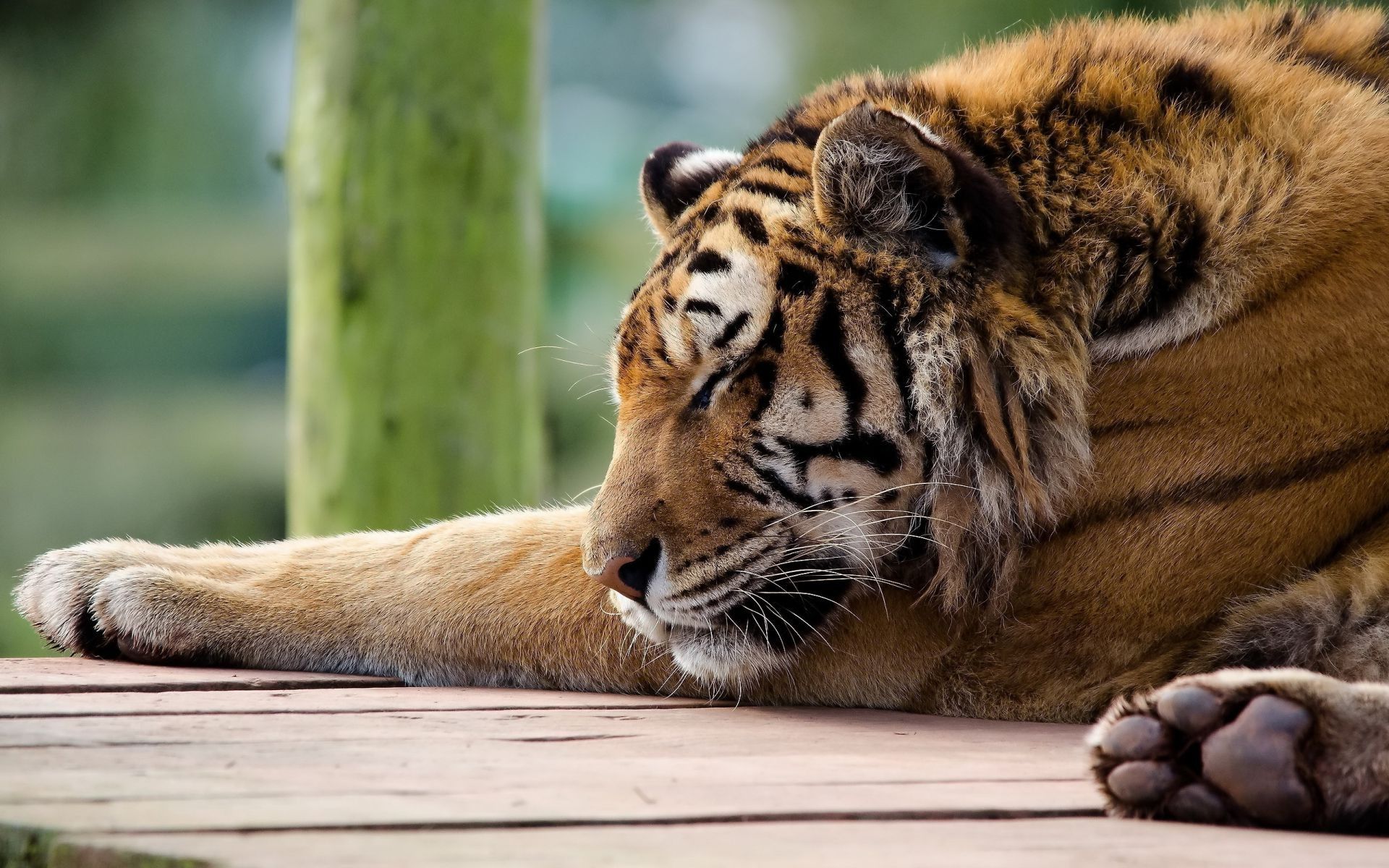 Panthera tigris paws muzzle tiger tiger is sleeping