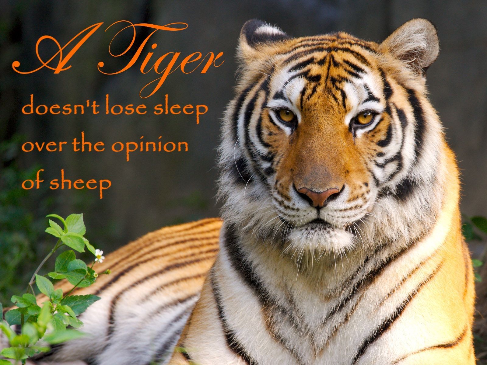 A tiger doesn't lose sleep over the opinion of sheep. What if you