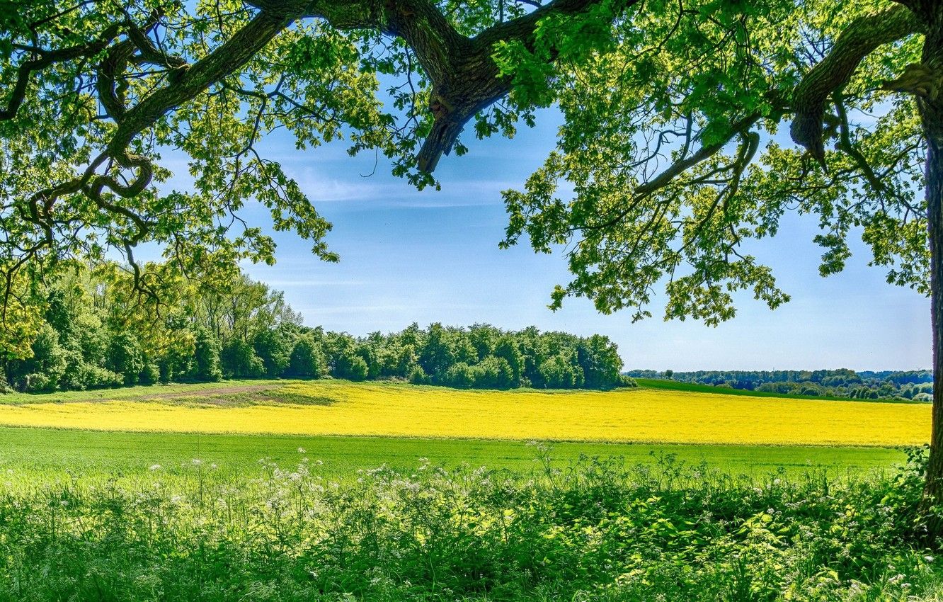 Wallpaper Greens, Summer, Meadow, Landscape image for desktop