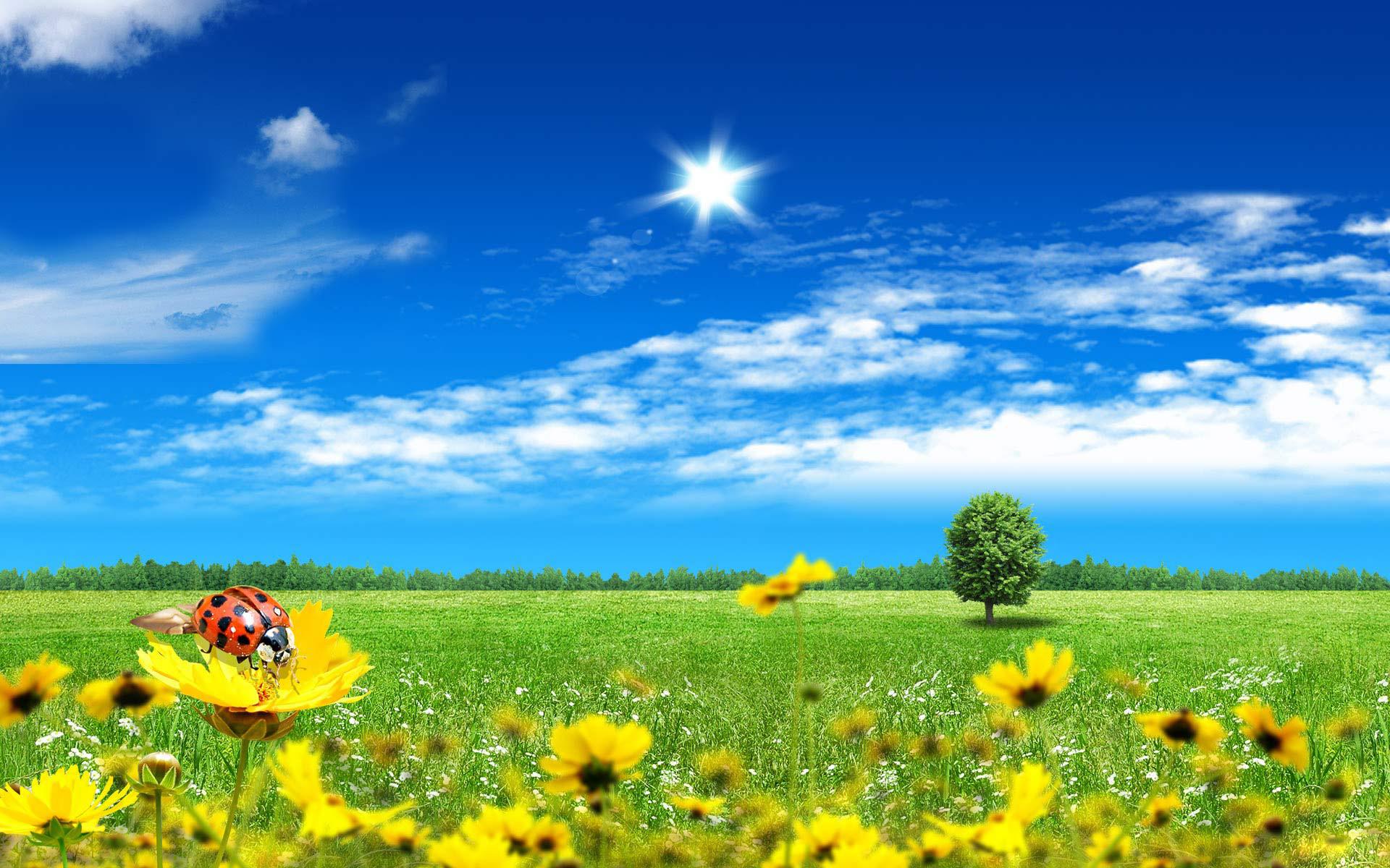 Background v.2.5 jpeg, Summer meadow
