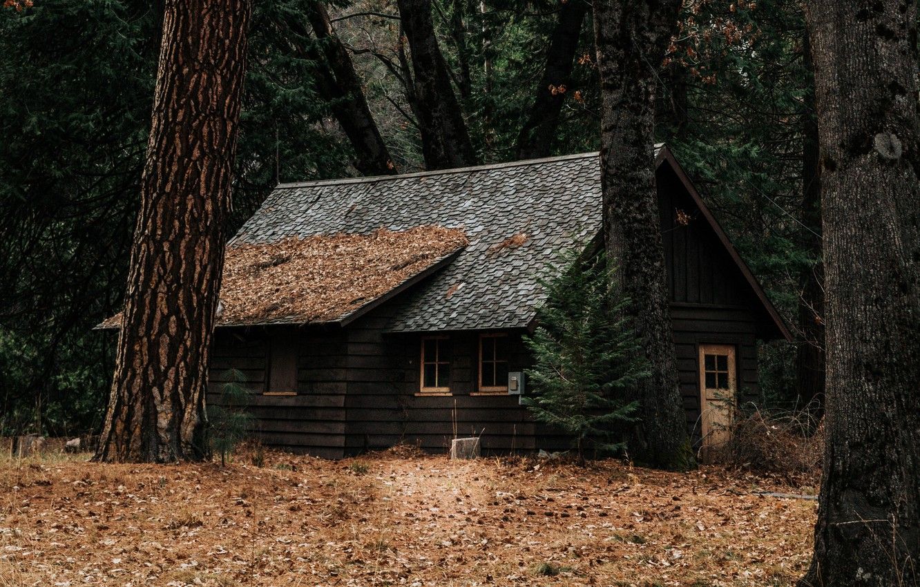 iPhone Wallpaper Forest Cabin