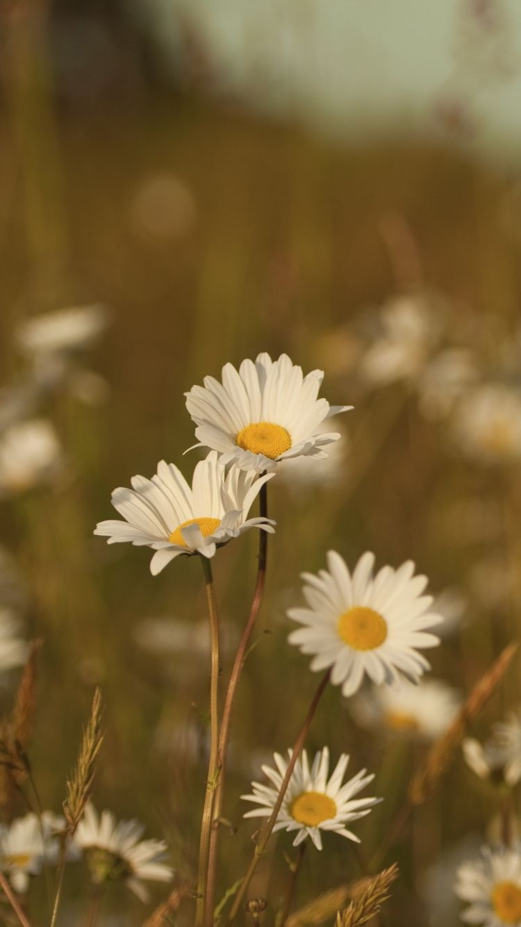 Summer Meadows Flowers Wallpaper HD For Desktop Mobile. Desktop