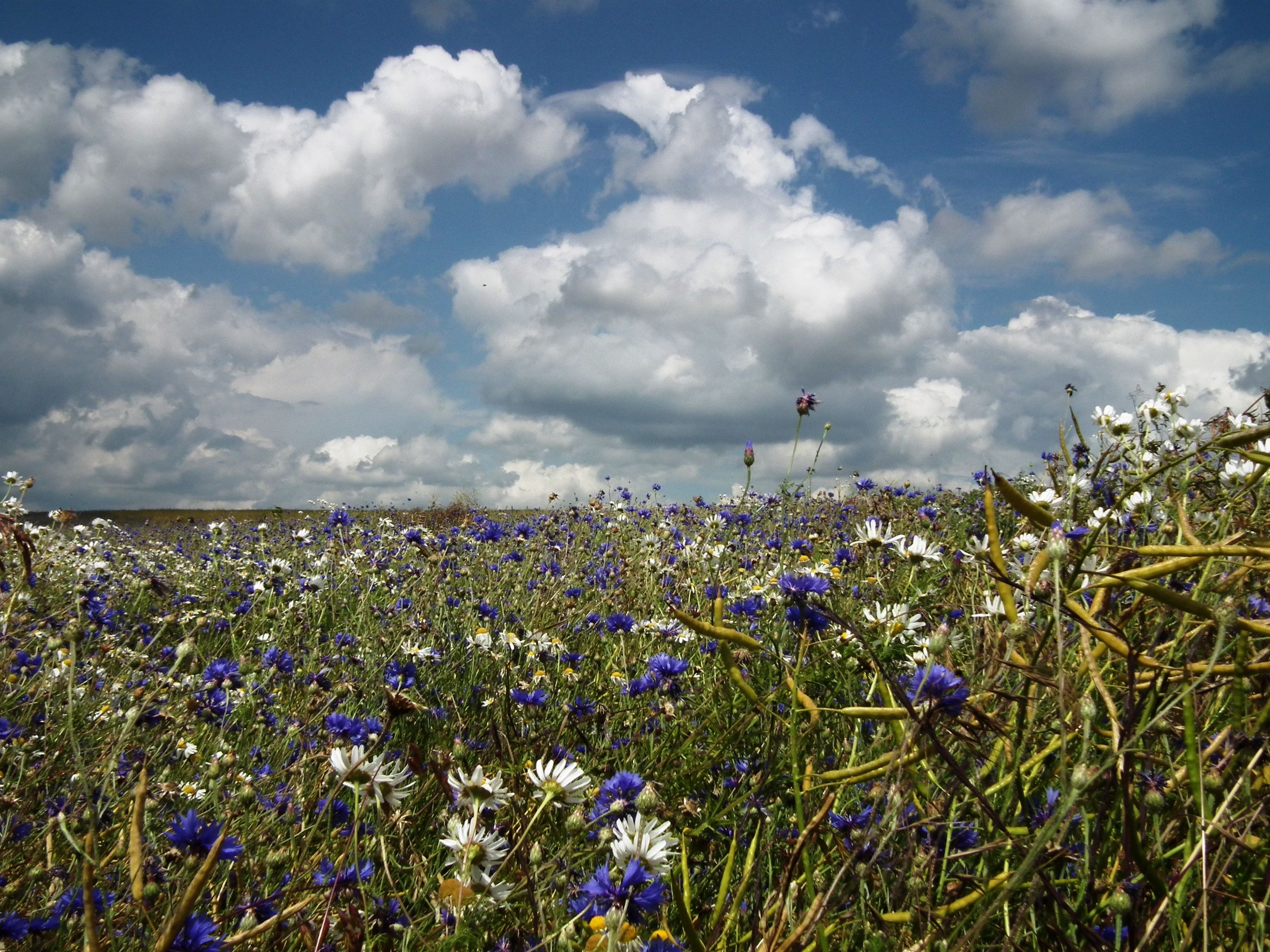 royalty free summer meadow image