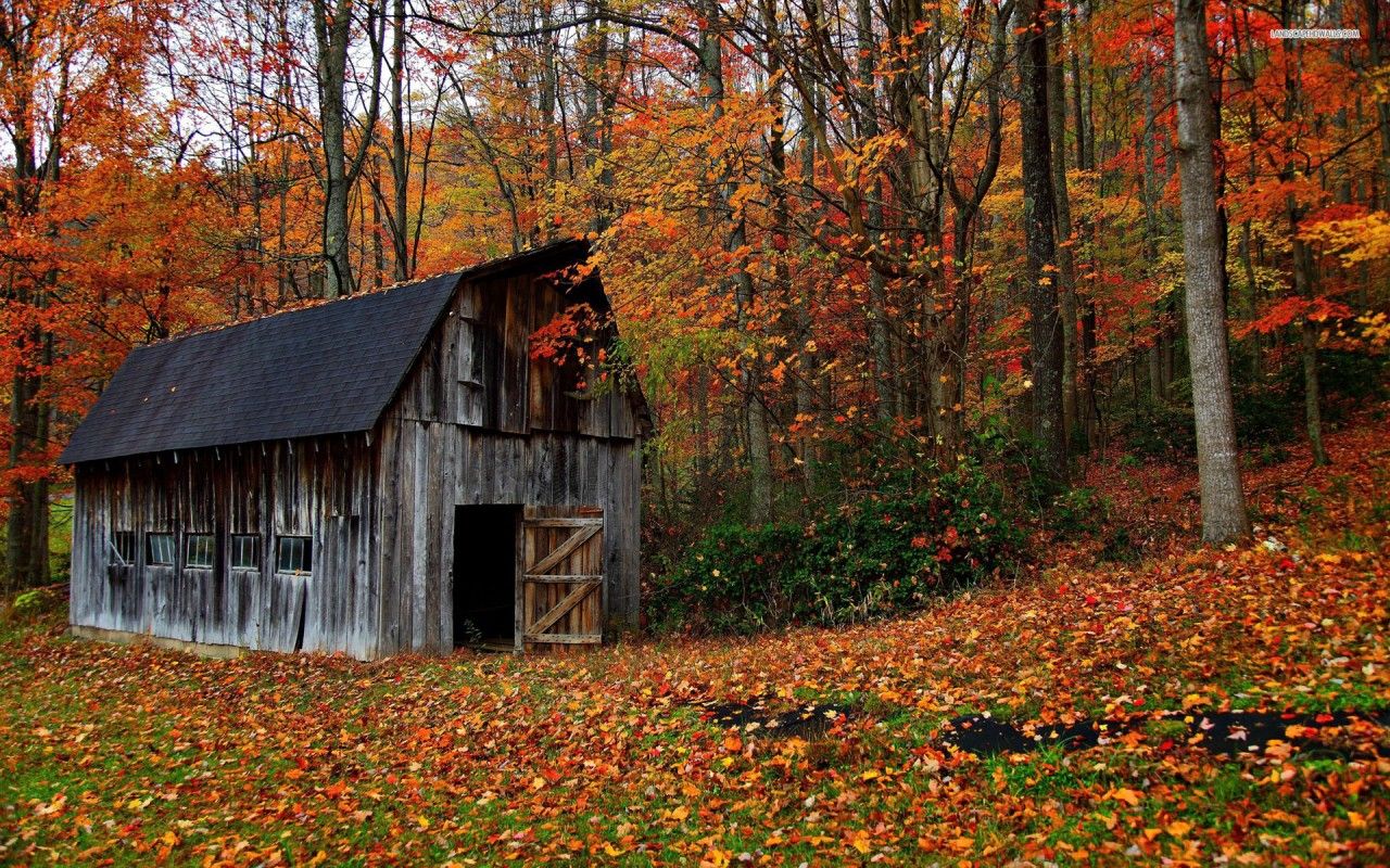 Abandoned forest cabin in the autumn, tree, nature wallpaper