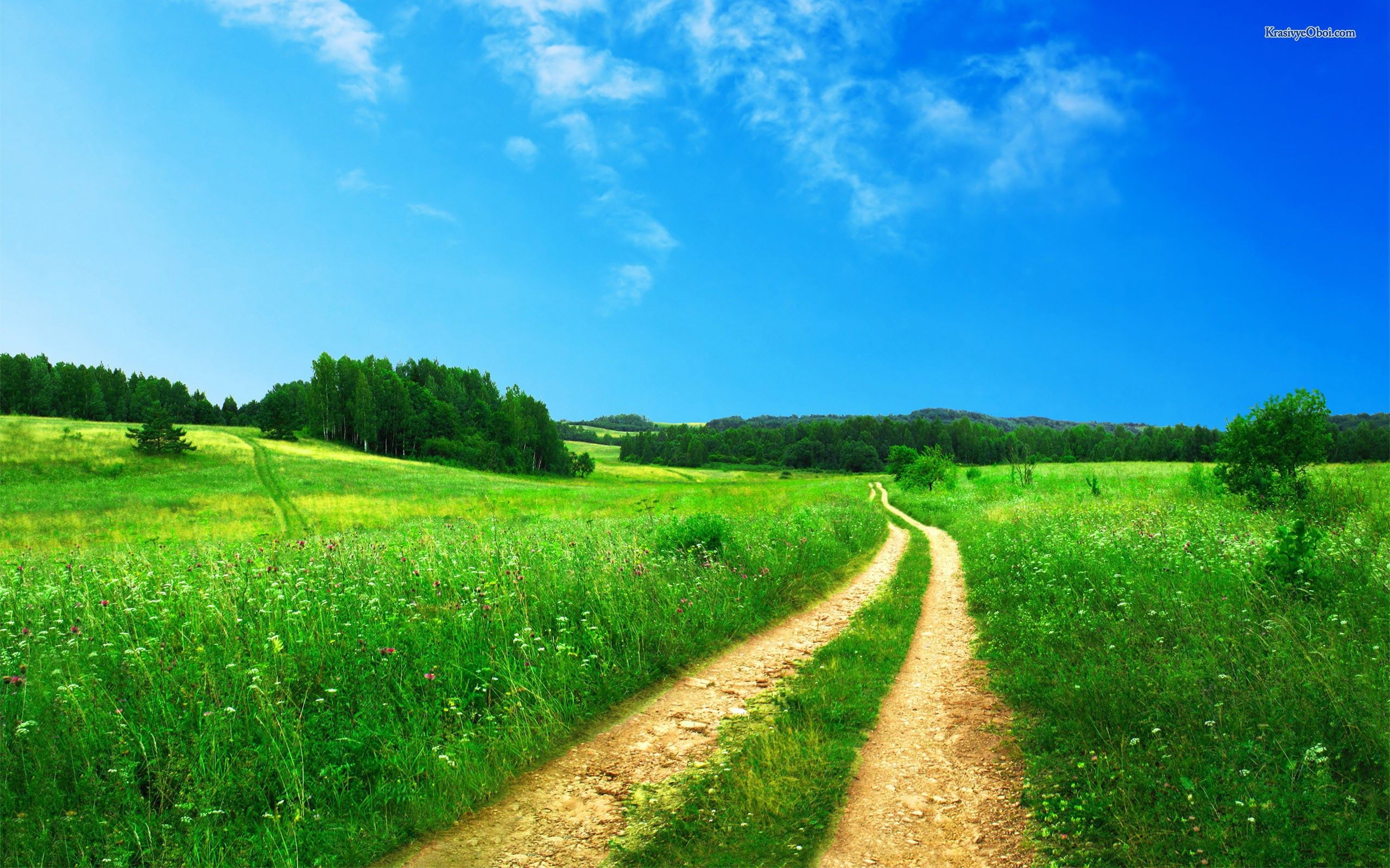 The road of summer meadows Desktop wallpaper 2560x1600