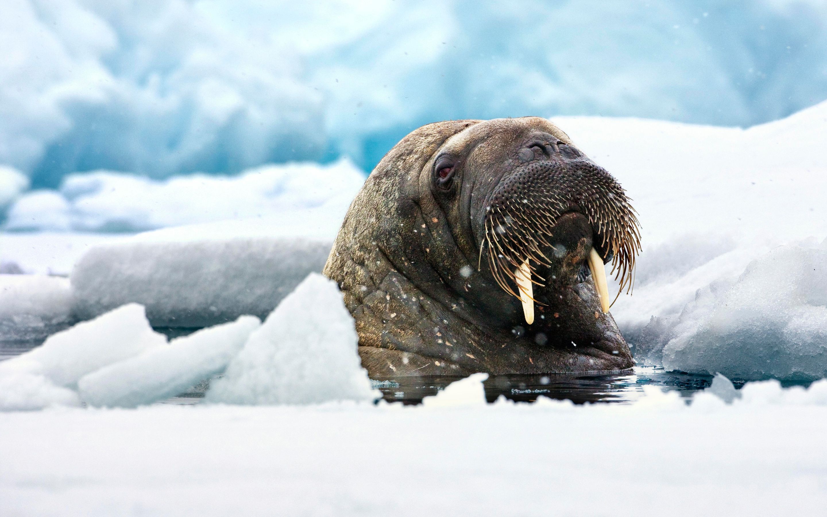 Walrus Background. Walrus Wallpaper, I