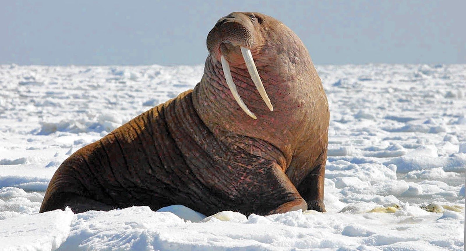 Walrus Wallpaper