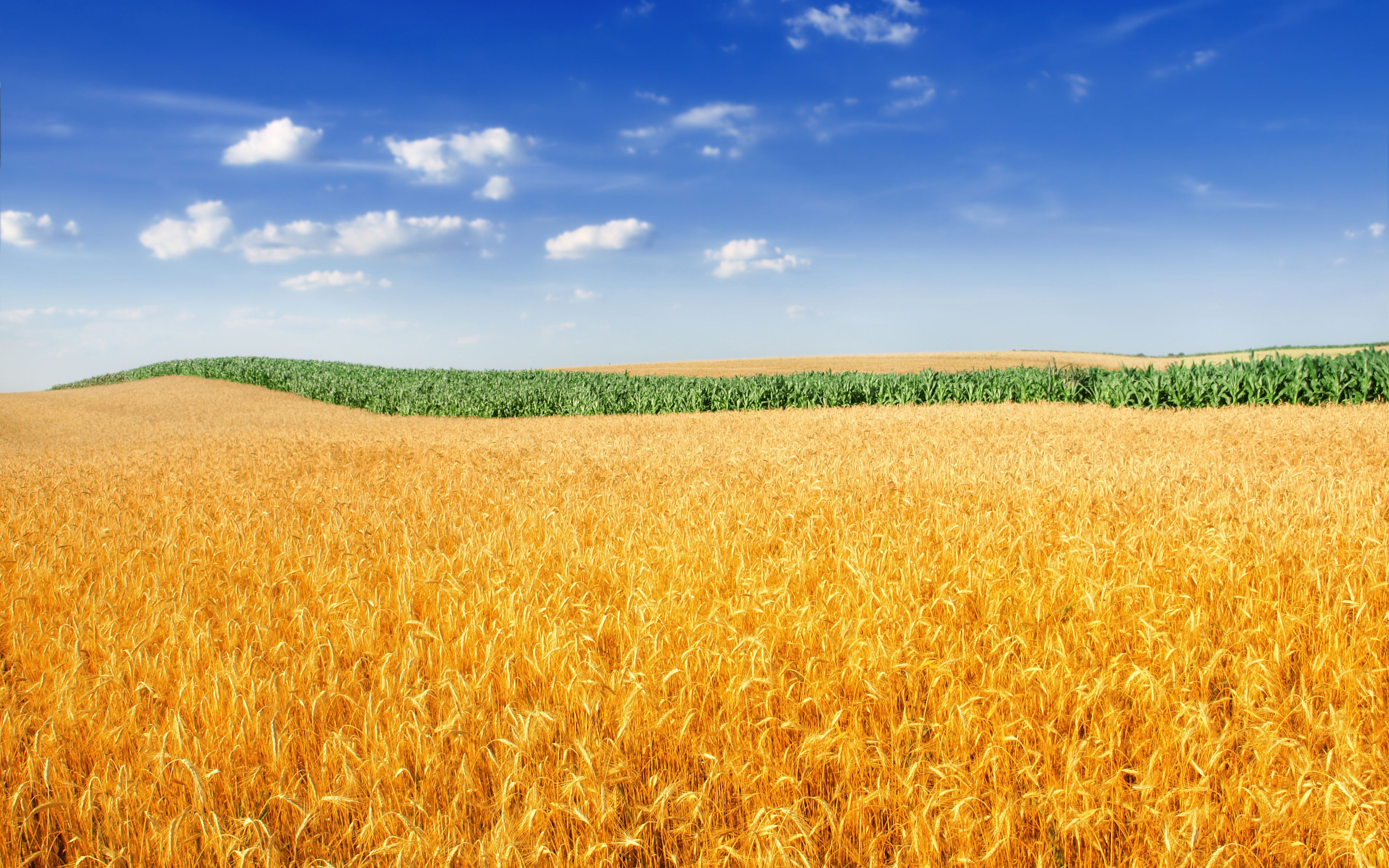 Golden Wheat Field 4K. Wheat fields, Field wallpaper, Nature