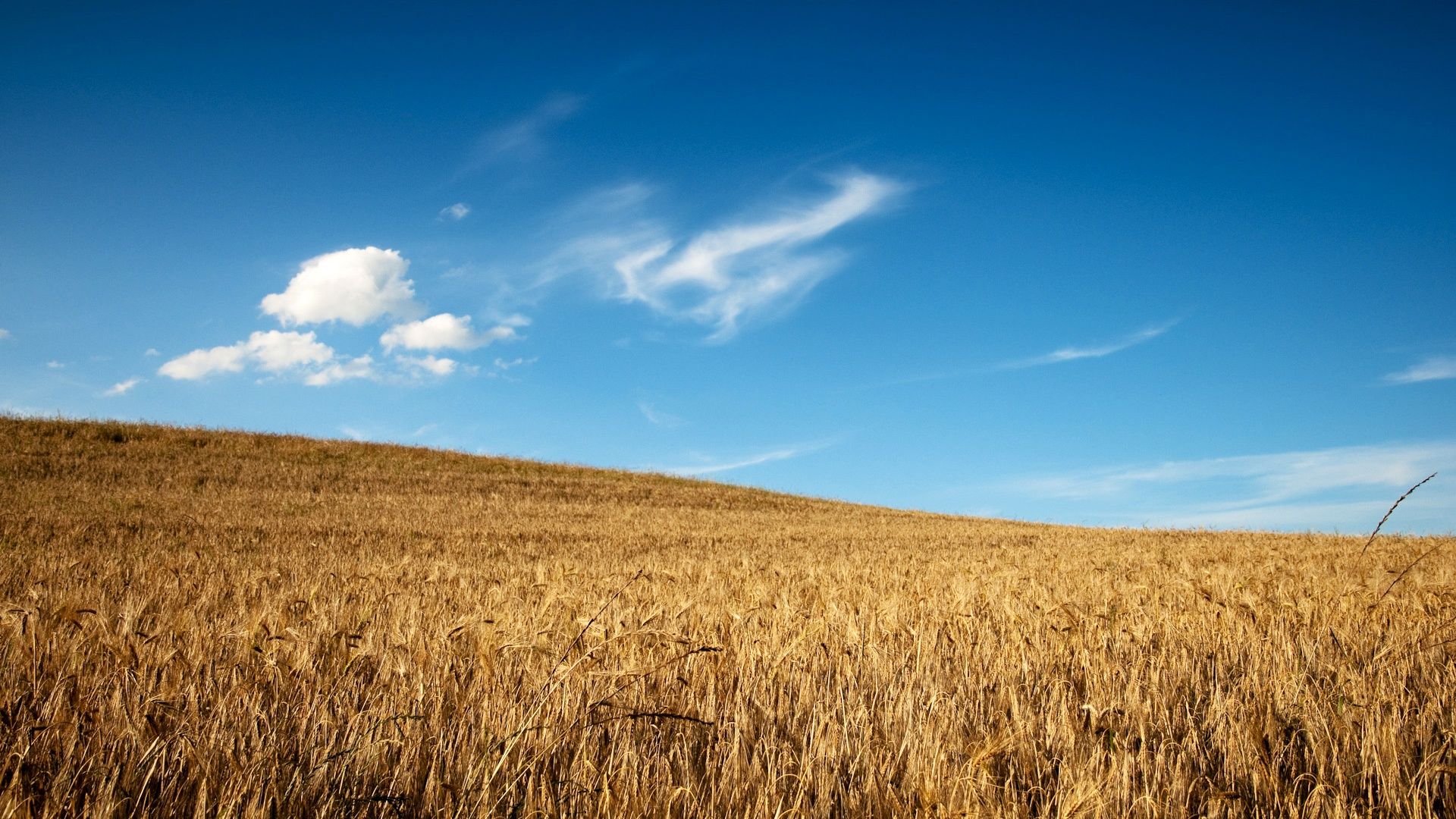 Wheat Field Wallpaper