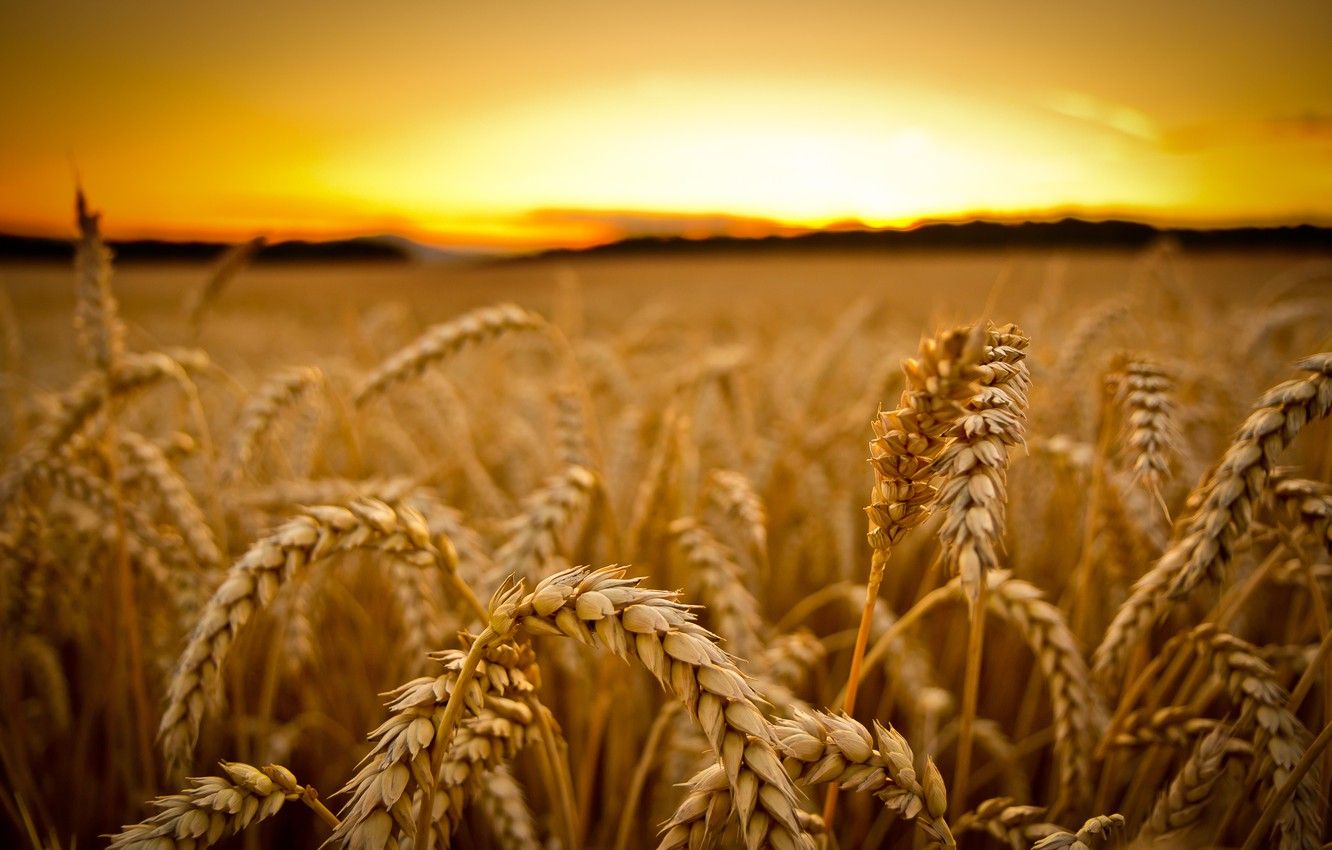 Wallpaper wheat, field, macro, sunset, harvest, ears, cereals