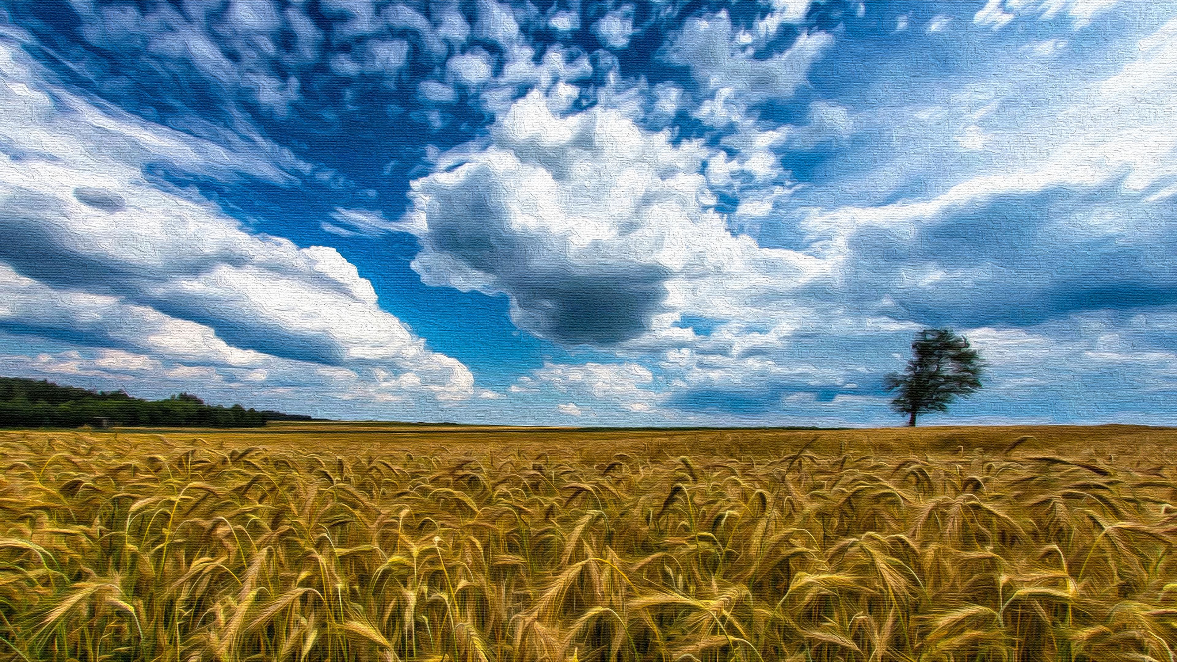 Wheat Field on Canvas 4k Ultra HD Wallpaper