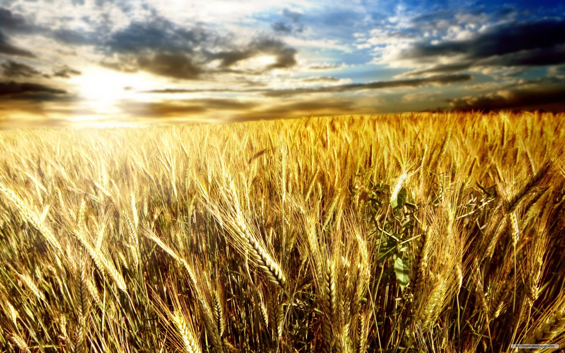 Free download wallpaper Wheat Field 1 wallpaper 1920x1200