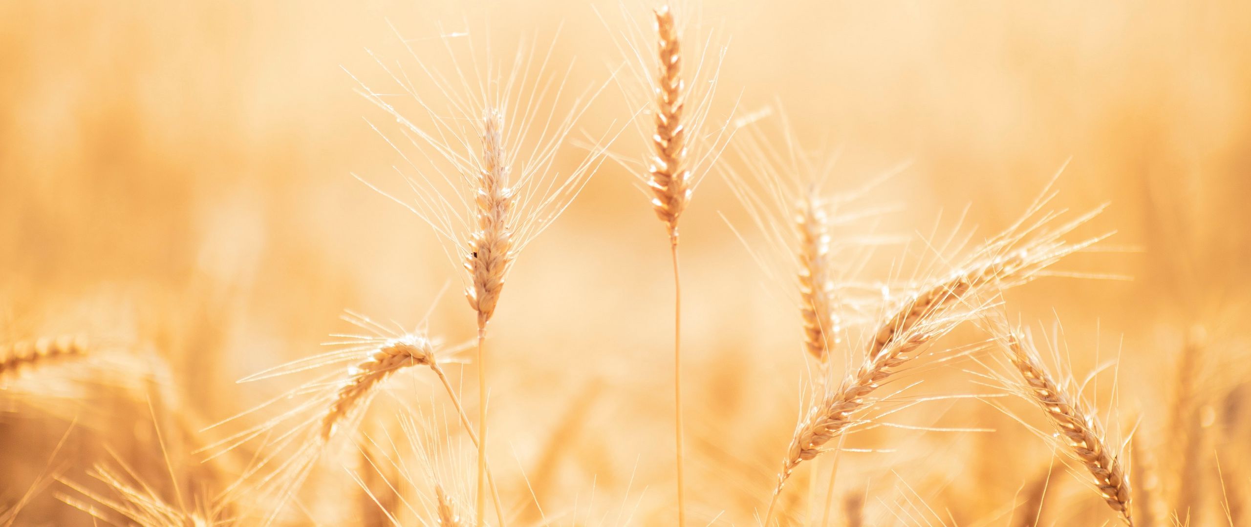 Download wallpaper 2560x1080 spikelets, wheat, field, dry, harvest