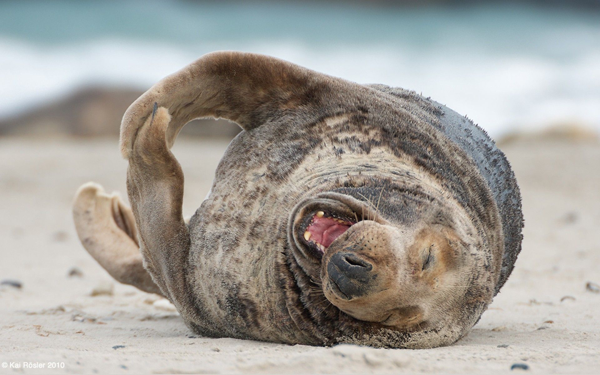 Walrus wallpaper wallpaper Collections