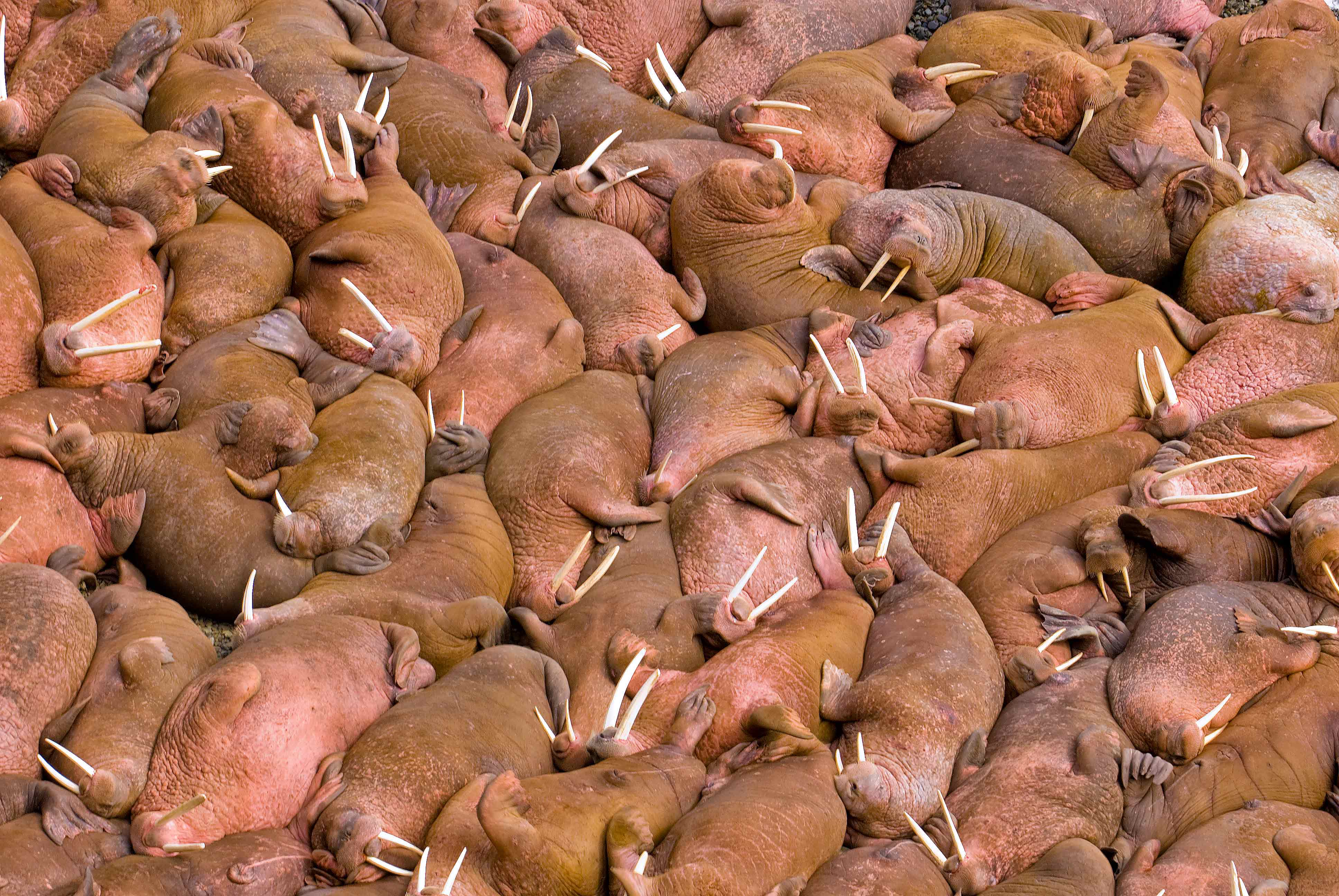 Cool Background of animals that will blow you away. Lions